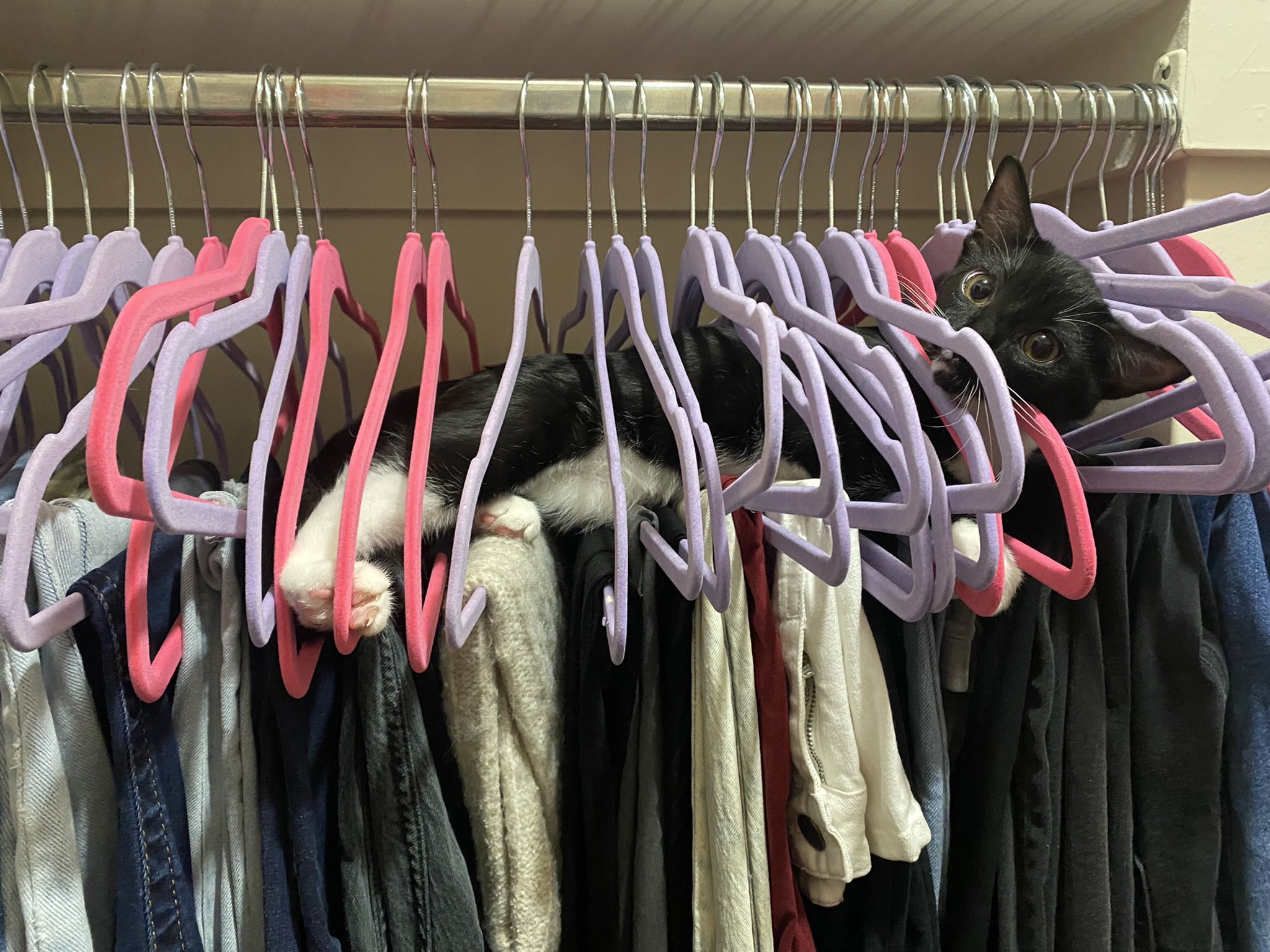 black and white cat laying between a stack of hangers in the closet