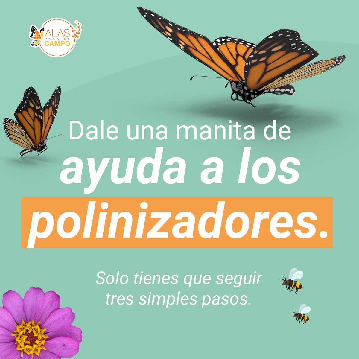 alasparaelcampo's tweet photo. Cada uno de nosotros podemos hacer algo para que los polinizadores del mundo puedan continuar con su noble labor. 😉

¿Estás listo para poner tu granito de arena?

Ingresa aquí (link) y descubre cómo hacerlo.

Hoy por ellos, mañana por nosotros. 🐝🦋 https://t.co/Fo6MF0LmMW
