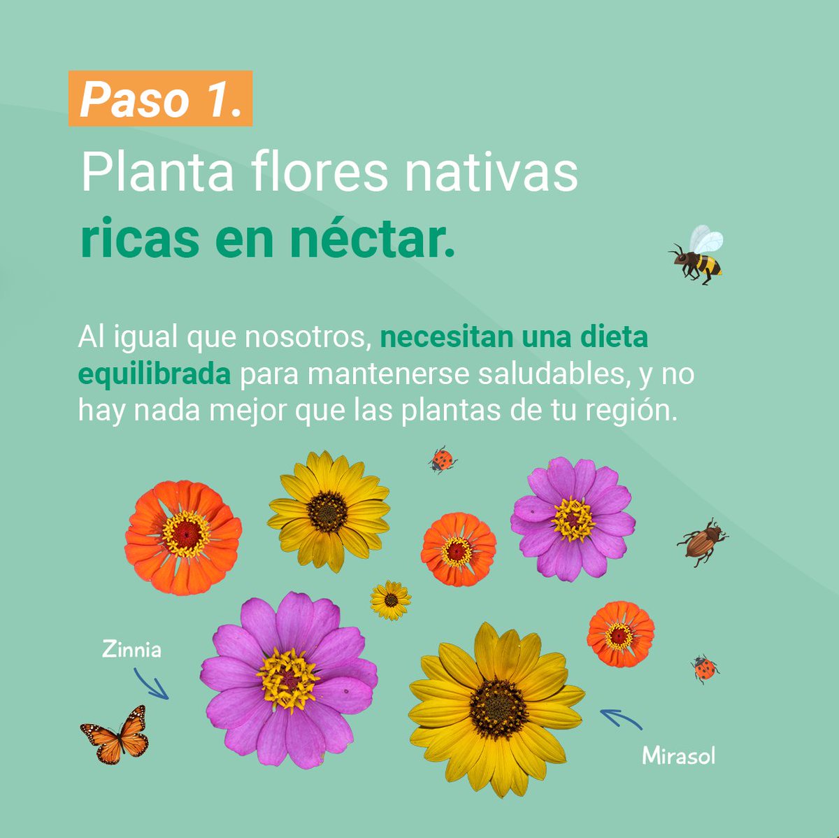 alasparaelcampo's tweet photo. Cada uno de nosotros podemos hacer algo para que los polinizadores del mundo puedan continuar con su noble labor. 😉

¿Estás listo para poner tu granito de arena?

Ingresa aquí (link) y descubre cómo hacerlo.

Hoy por ellos, mañana por nosotros. 🐝🦋 https://t.co/Fo6MF0LmMW