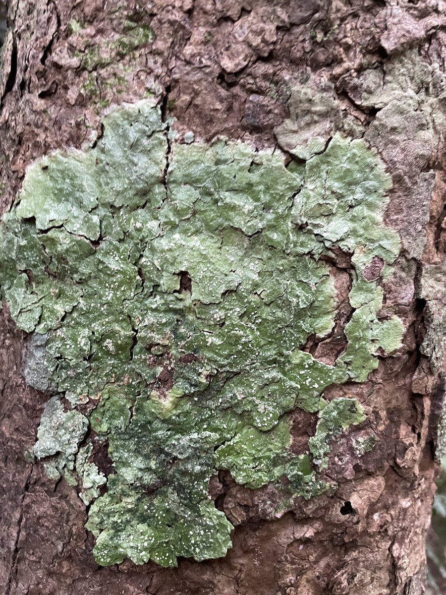 Dr. Beccles tweet media