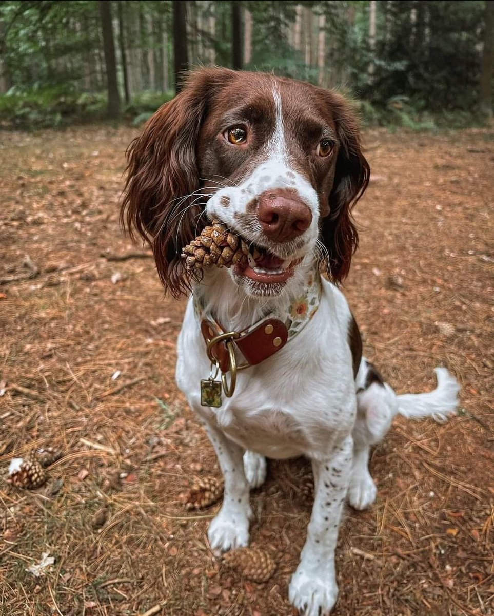 Snuffling through the forest for the perfect pine cone 🥰
