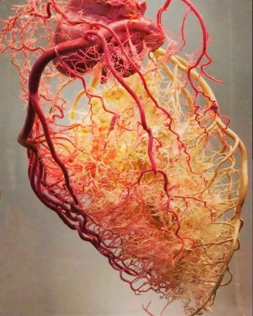 santinho95's tweet photo. All the blood vessels that feed the human heart https://t.co/e149HfVf51