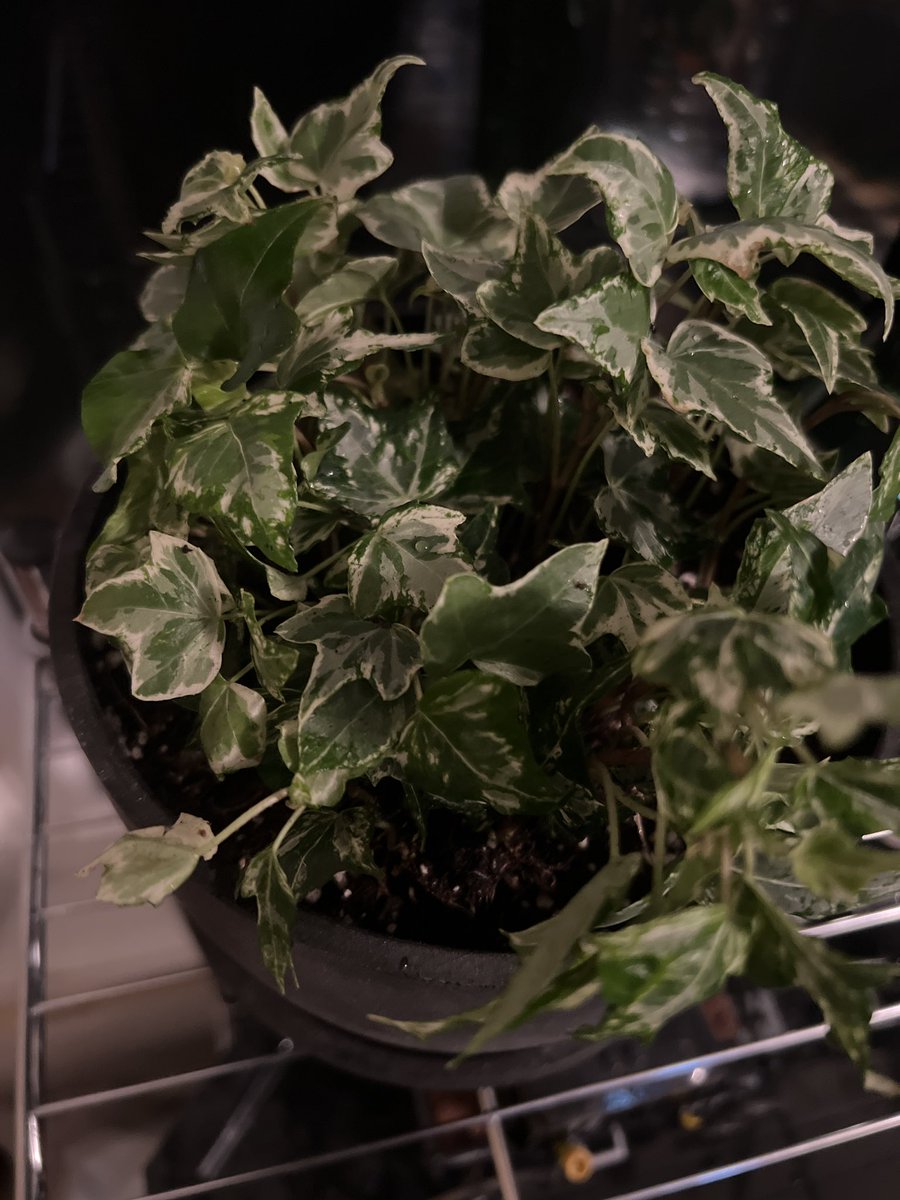 WhiteViper98's tweet photo. @turn2paige394 Plant pets? https://t.co/cfBV4Iu0Yy