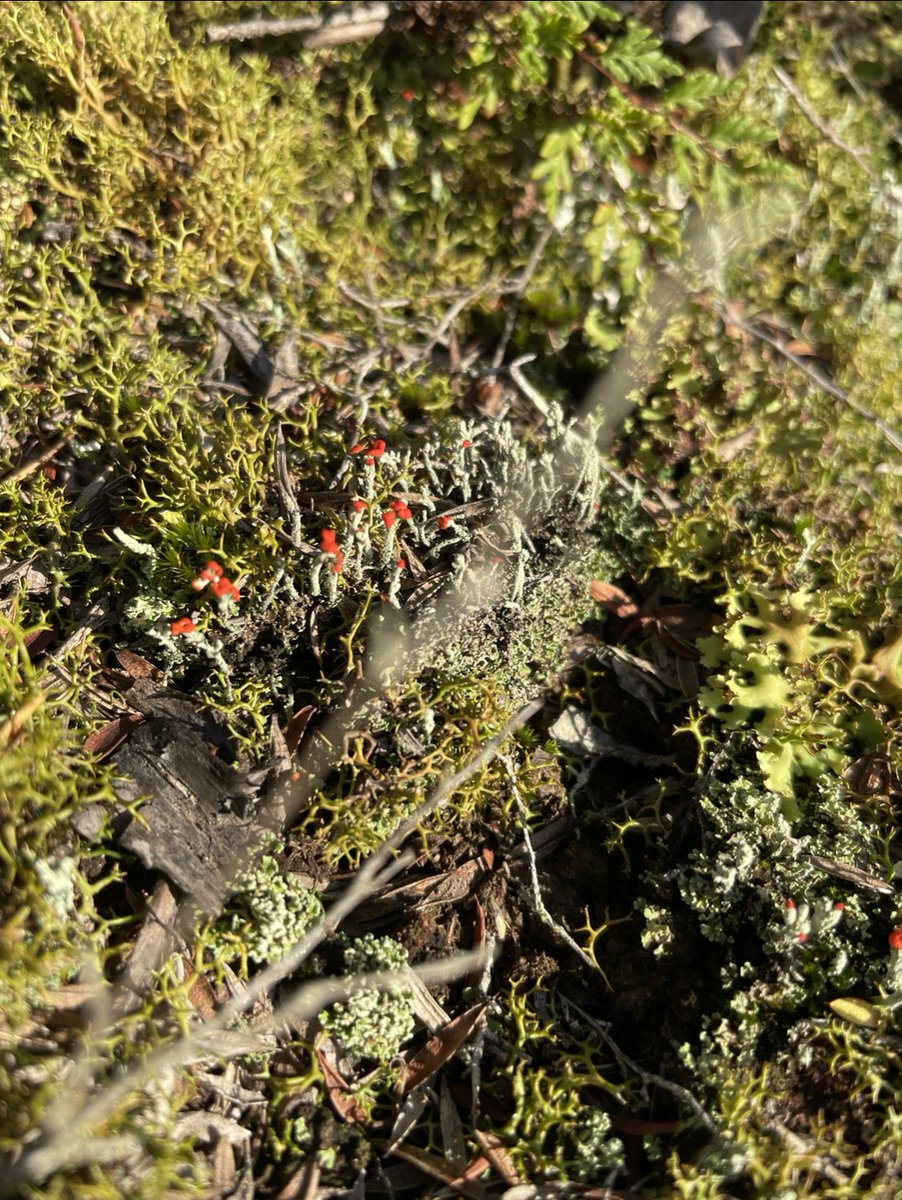 Dr. Beccles tweet media