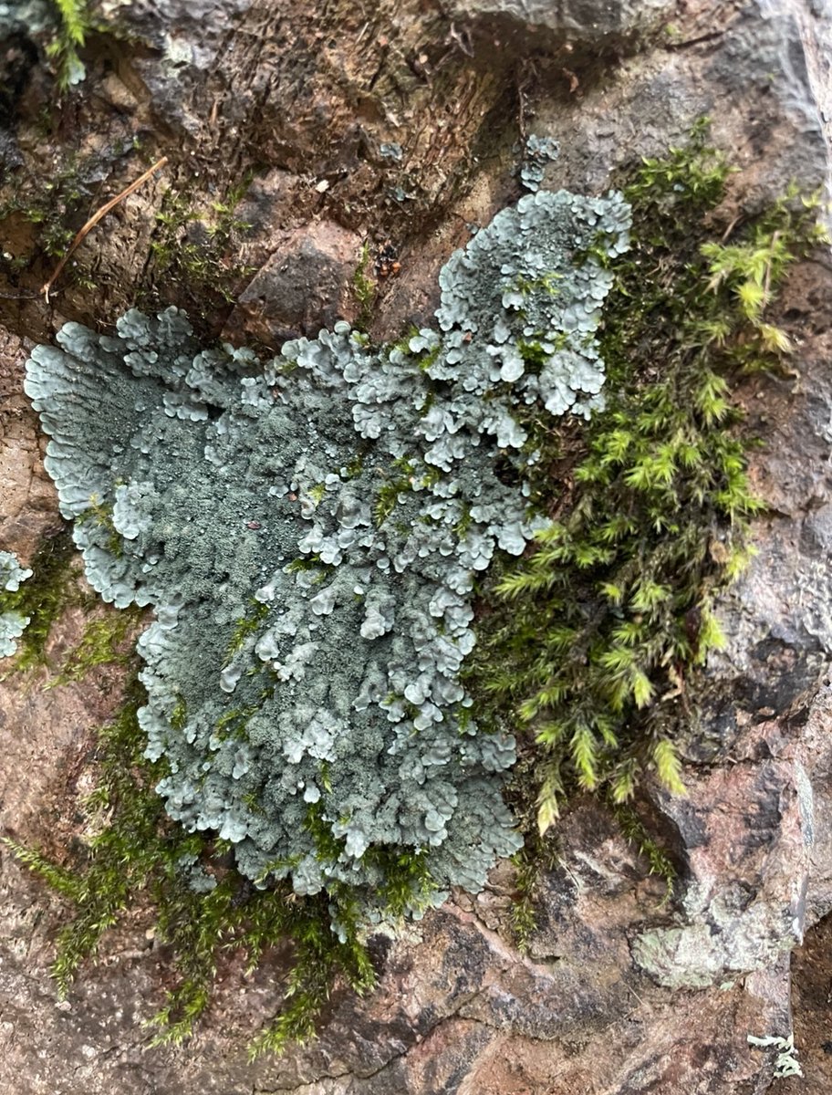 Dr. Beccles tweet media