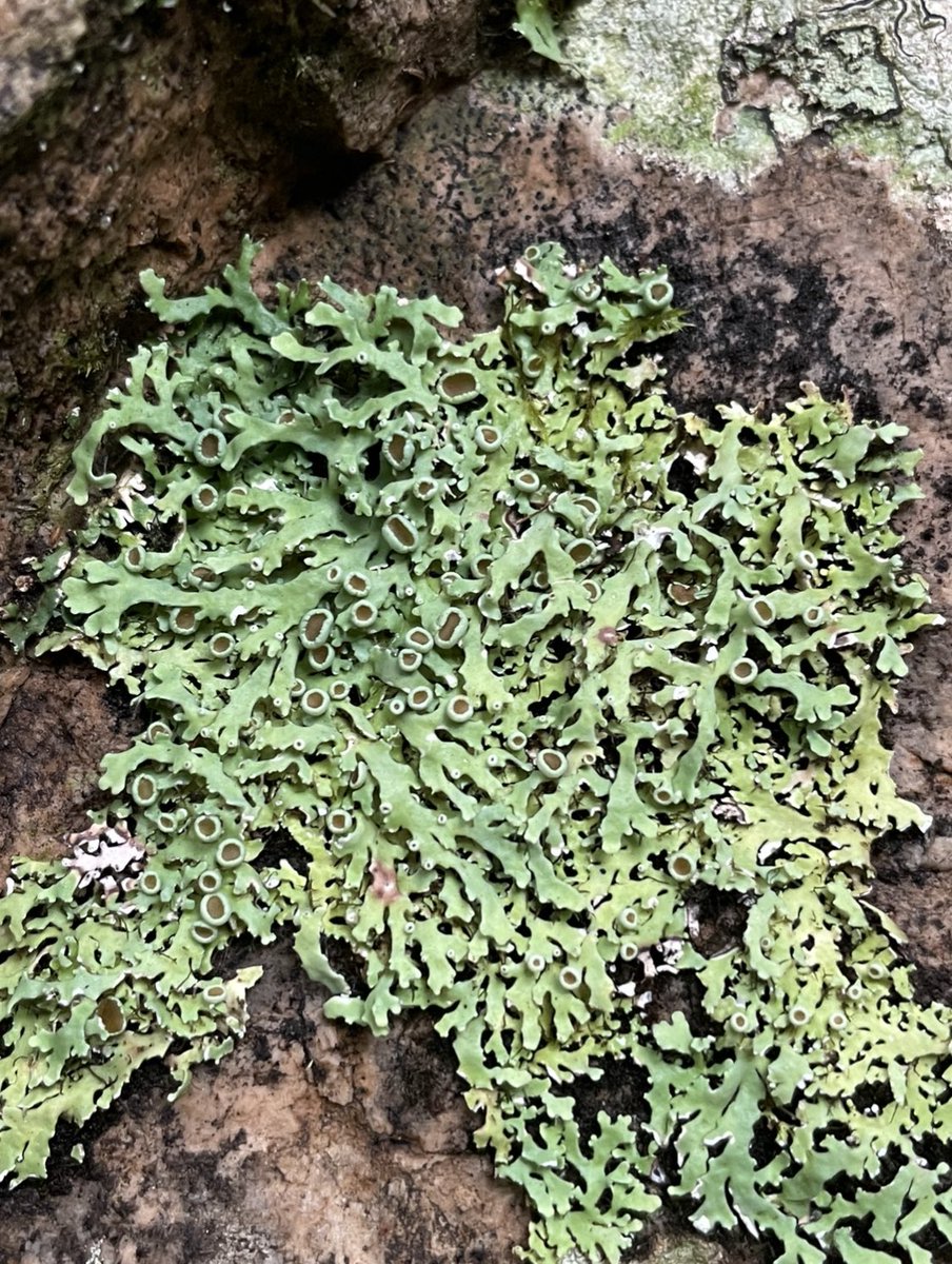 Dr. Beccles tweet media