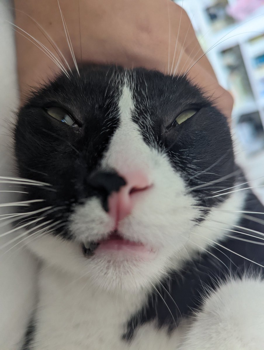 CatsHeld's tweet photo. https://t.co/ITf4KS8Lp6