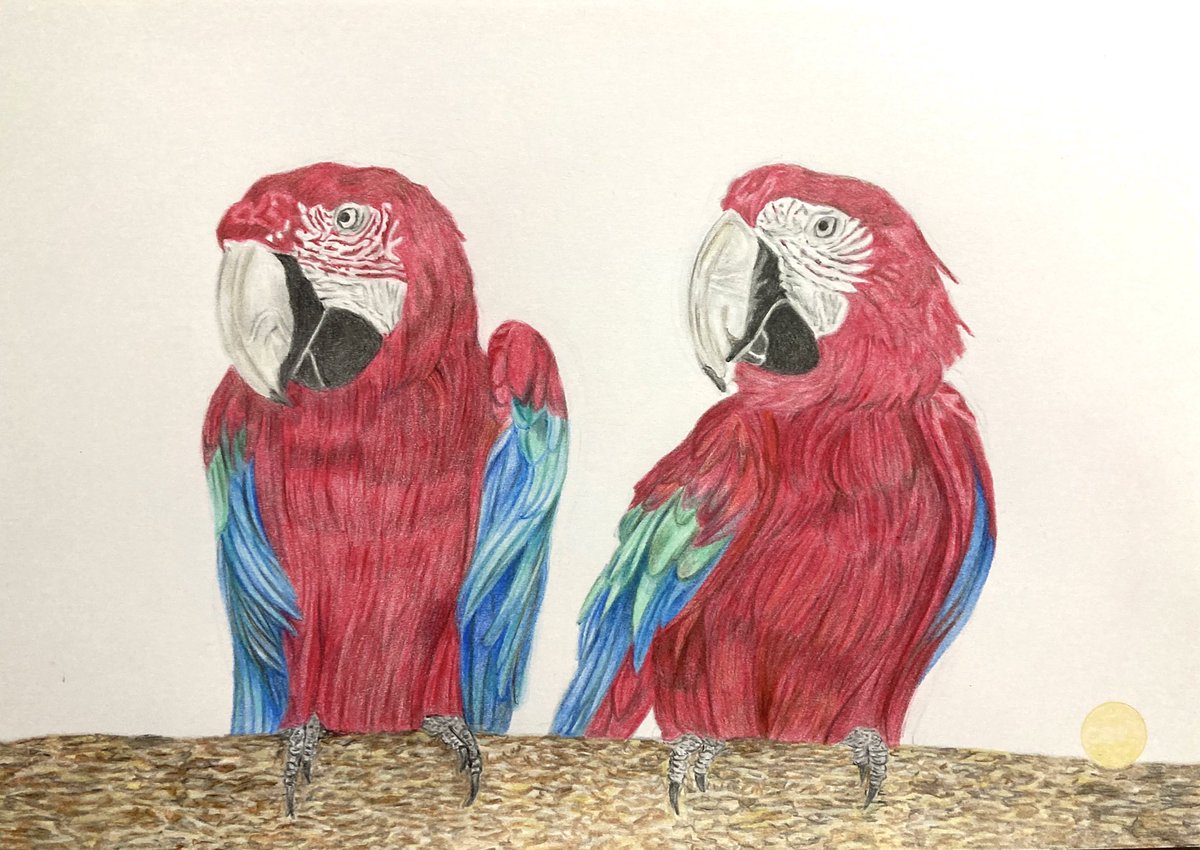 シャドーボックス　オオハシ　コンゴウインコ　鳥　ワオキツネザル　イラスト　動物 シャドーボックス オオハシ コンゴウインコ 鳥 ワオキツネザル