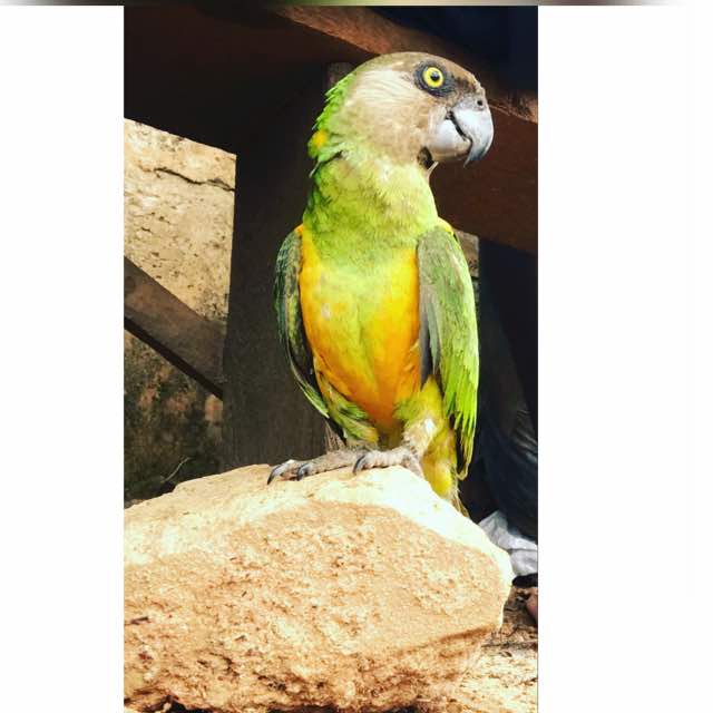 That's my parrot and my friend