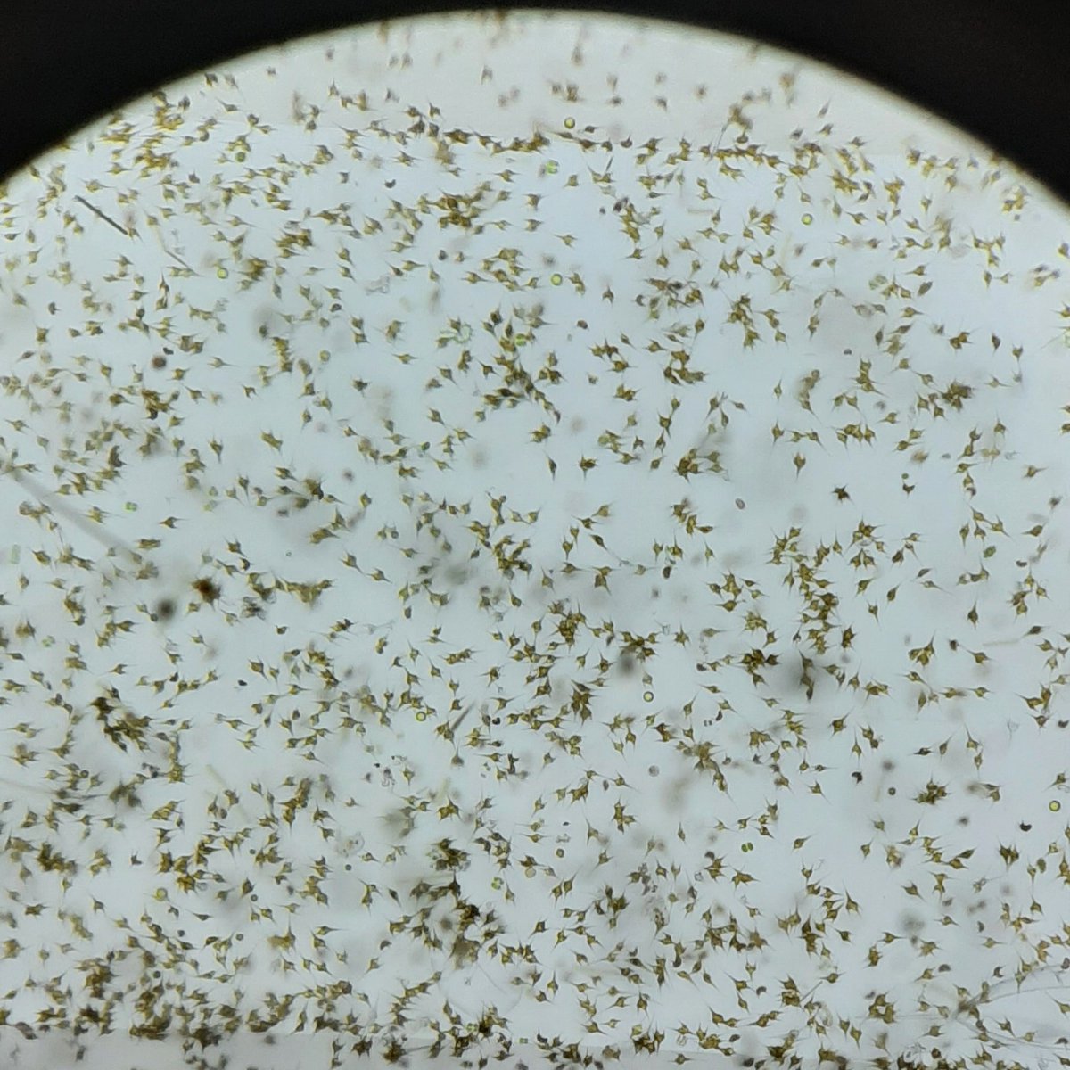 Just a few #HamiltonHarbour "Eiffle Towers" (Ceracium) to count 👀.
#Phytoplankton