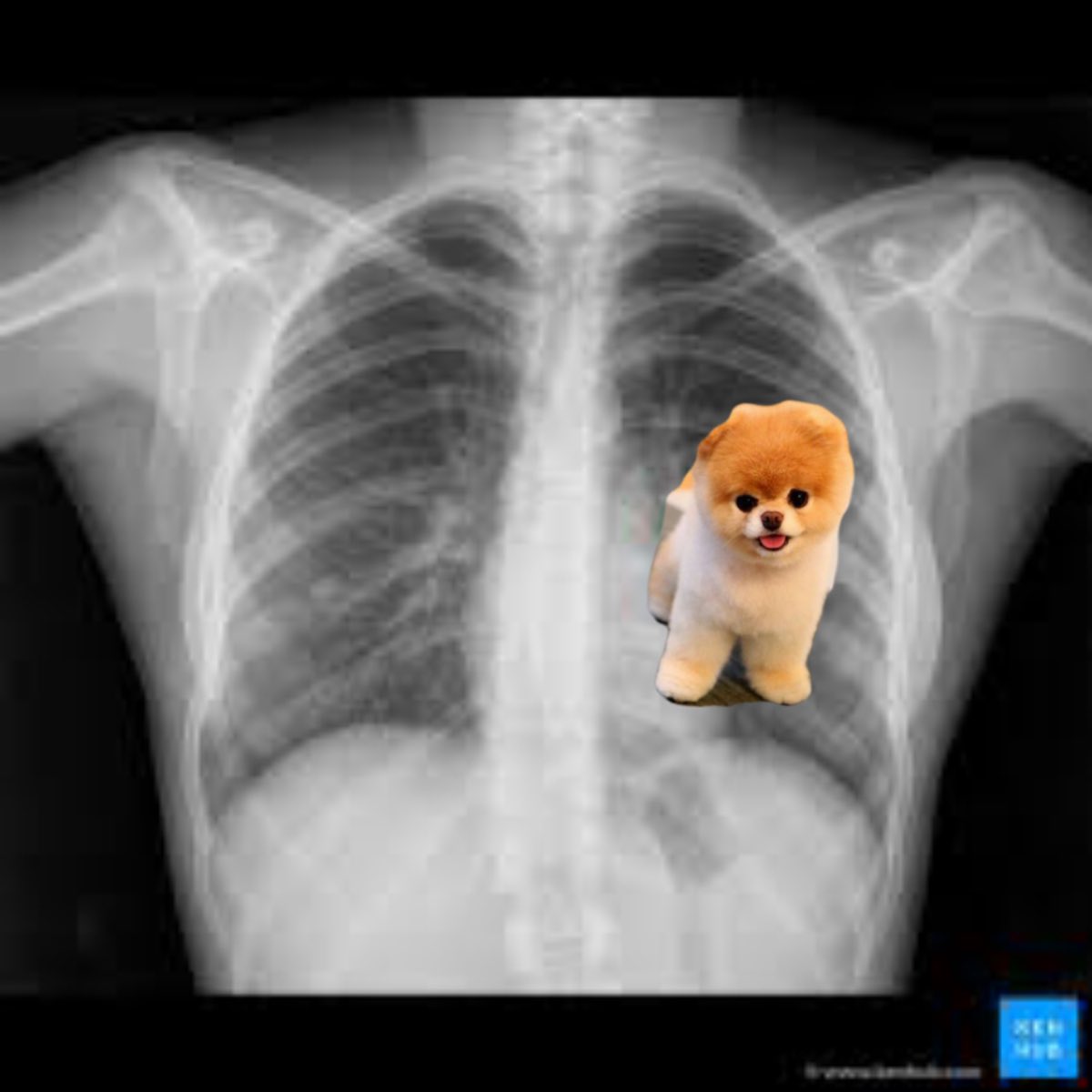 Liberty_Autumn's tweet photo. Just got an X-Ray, doc said I got that dog in me https://t.co/glhgNg4DB7