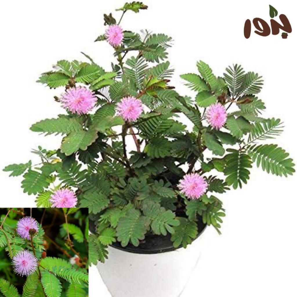 الاسم الشائع:ميموزا بوديكا -الخجولة
الإسم العلمي:Mimosa pudica
تسمى أيضا:ميموسا بوديكا,النبتة الحساسة (لاتلمسني)  المستحية.
•نبتة عشبية استوائية ، كثيرة التفرع،تنغلق الأوراق على نفسها مع الغروب وتتفتح مع الشروق ، كذلك تنطوي على نفسها وتتدلى بمجرد تعرضها للمس