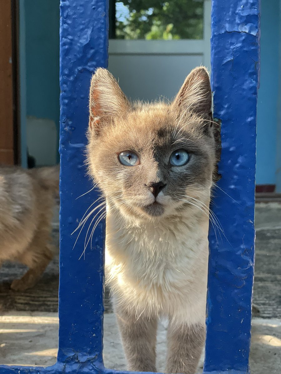 Це було літо в якому ми точно знали кого кохаємо. Точно знали, що цінуємо. І точно знали, чого прагнемо. Осінь буде. Факт. Перемога теж. Факт. Я збрию бороду і залишу вуса – не факт. На фото – чергове підтвердження факту, що голубоокі здатні вкрасти серце. Факт, факт, факт)