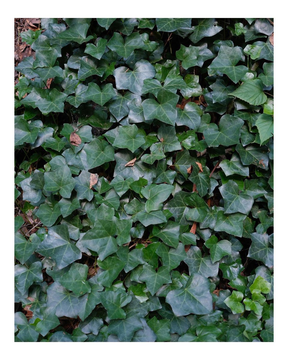 Chris_Carroll20's tweet photo. before the green is gone https://t.co/VhHfXwRoVC