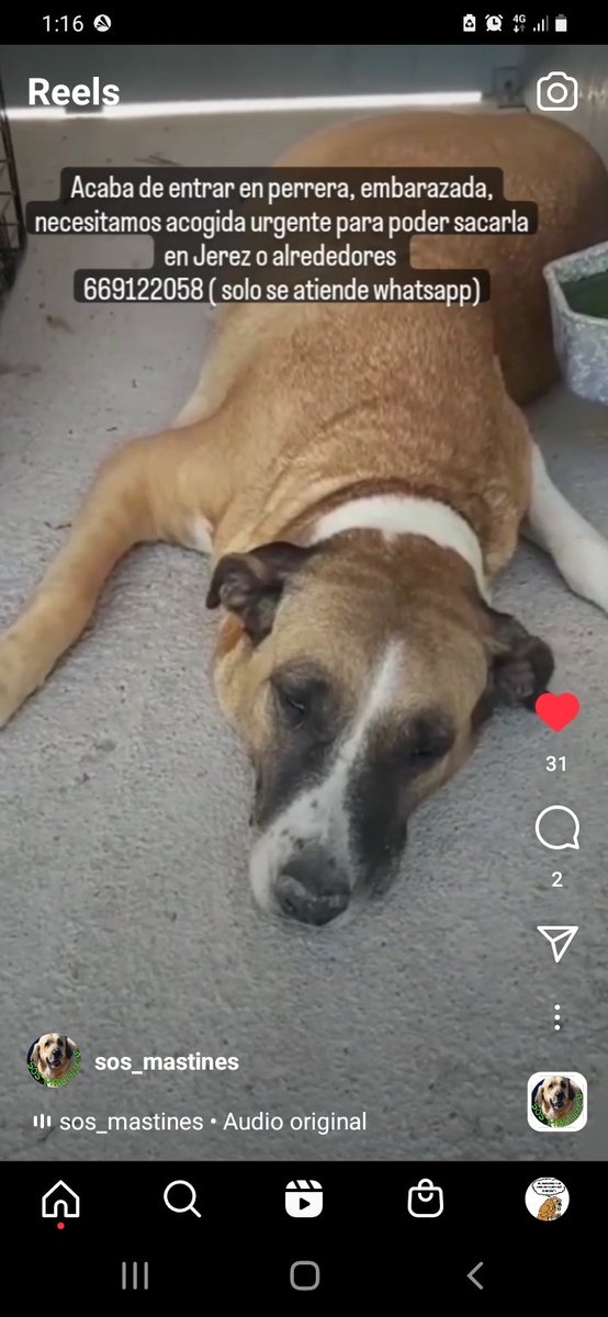 Emr2500R's tweet photo. Se #busca #acogida o #ADOPCIÓN para esta Mamá #Embarazada que está en la #perrera de Jerez, #Cádiz #Cadiz @silviaromera1 @SilviaMylo @lourdes56121094 @SyA06583233 @Erta2017 @OpenEye95053629 @amaregar @Diana12319559 @Trianamarcch @EncarnaVallada1 @YolandaC4 #URGENTE #Difusión https://t.co/sRVzfCRImC