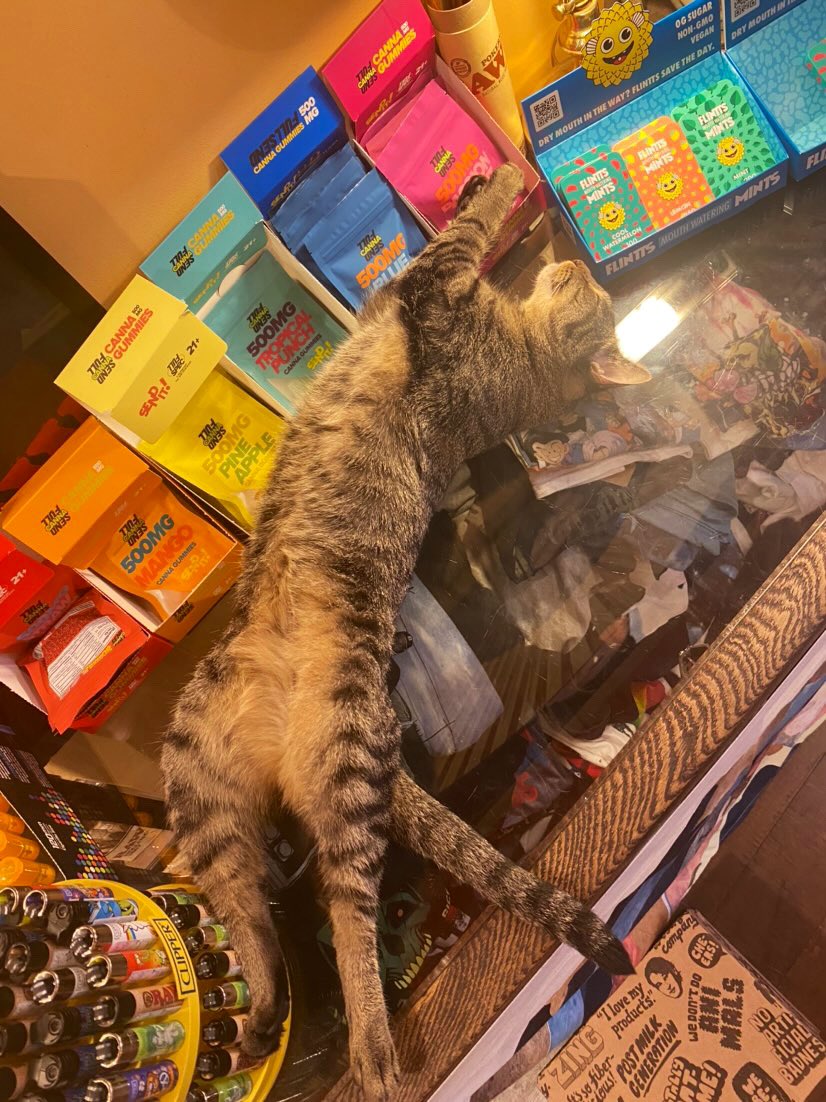 Bodegacats_'s tweet photo. https://t.co/pGJhAyrqgs