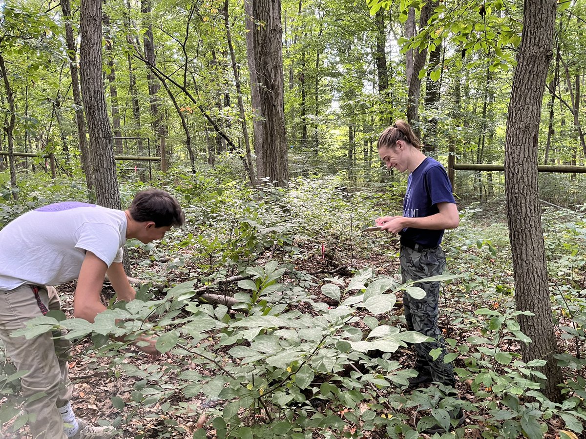 LVCEnvi's tweet image. Jake Beidler (ENVI ‘23) and Ben Smith (BCMB ‘24, ENVI minor) spent the afternoon setting up mast traps and collecting data on the herbaceous plant community in one of our deer exclosures.  It was a beautiful day for fieldwork! #LVCEnvi #LVCResearch