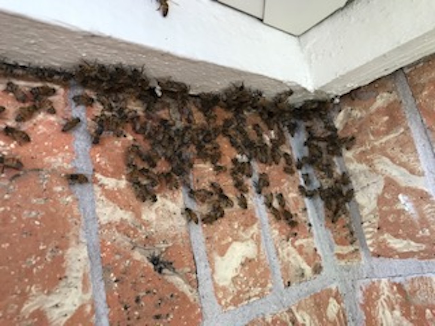free bee exterminator near me