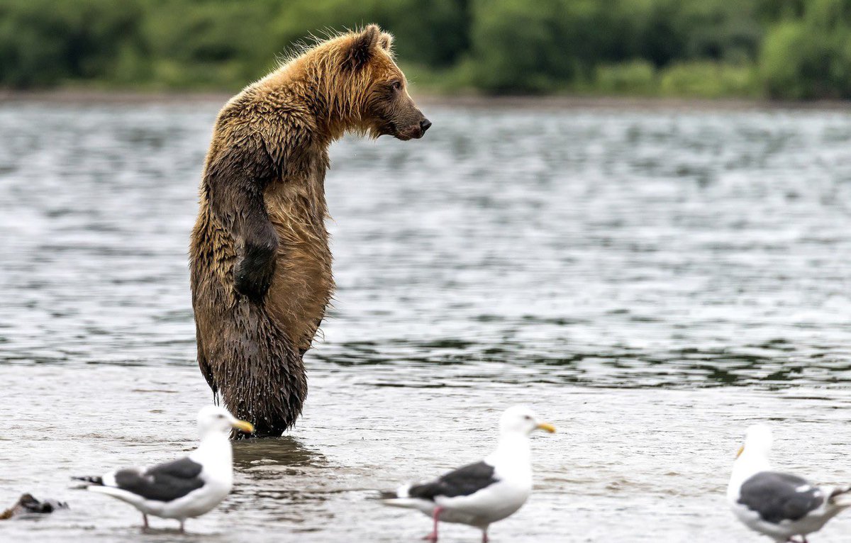 🐻 Bear 🌼 (@bearposting) on Twitter photo 