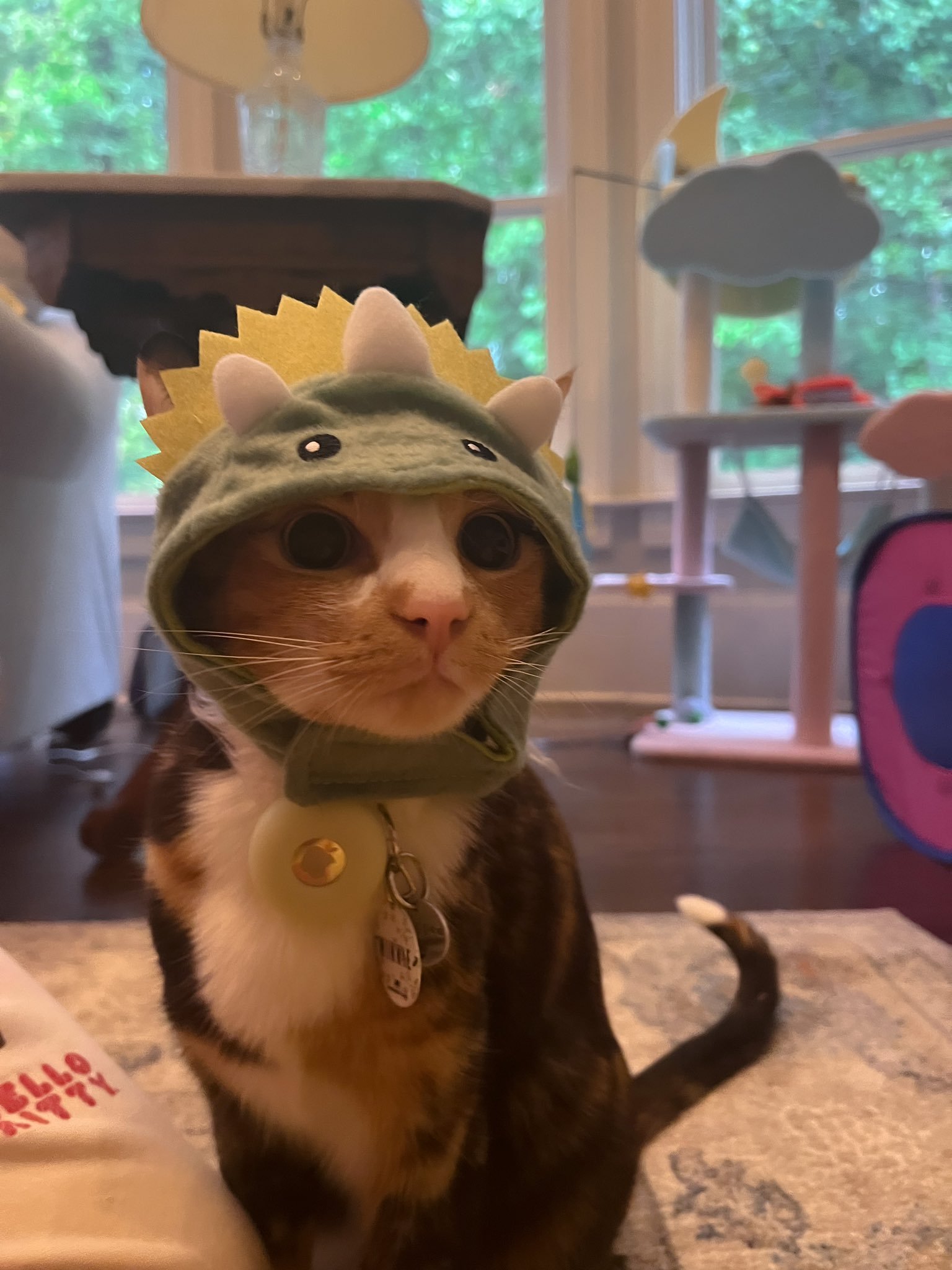 Things On Cats on Twitter "https//t.co/8xIJcVzlDN" / Twitter