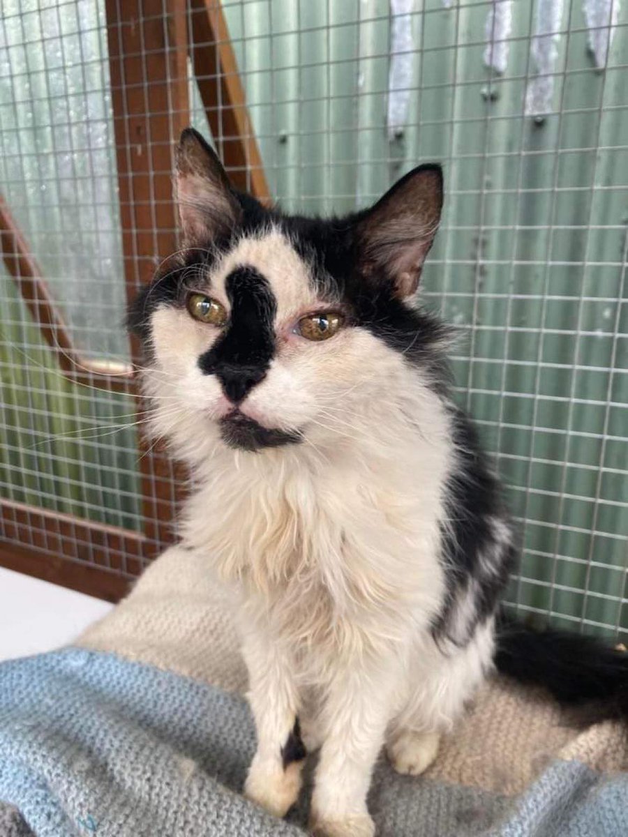 September's Cat of the Month