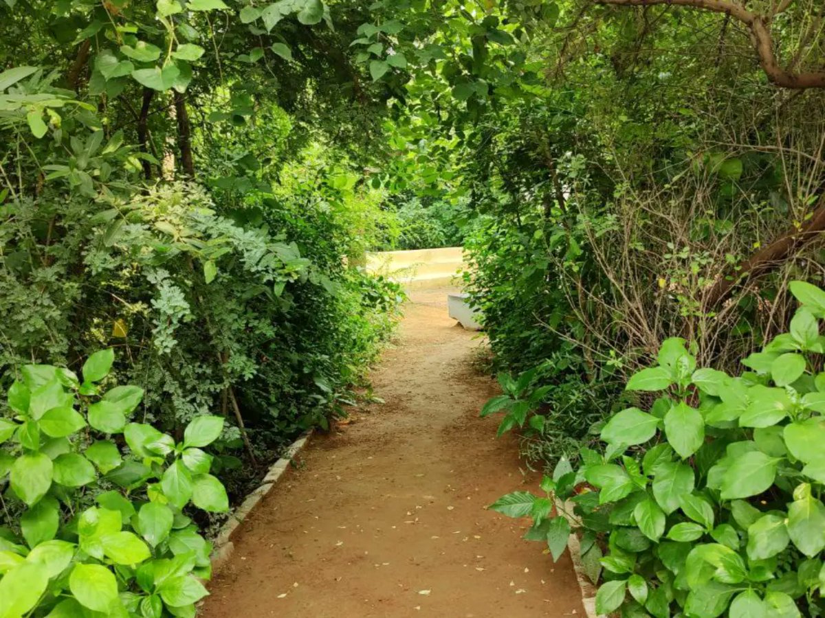 afforestt's tweet photo. Latest photos from our art-integrated forest in Delhi, in its third year now.

#art #forest #design #forestation #forestscaping #Afforestt https://t.co/h0mm4cbIFt