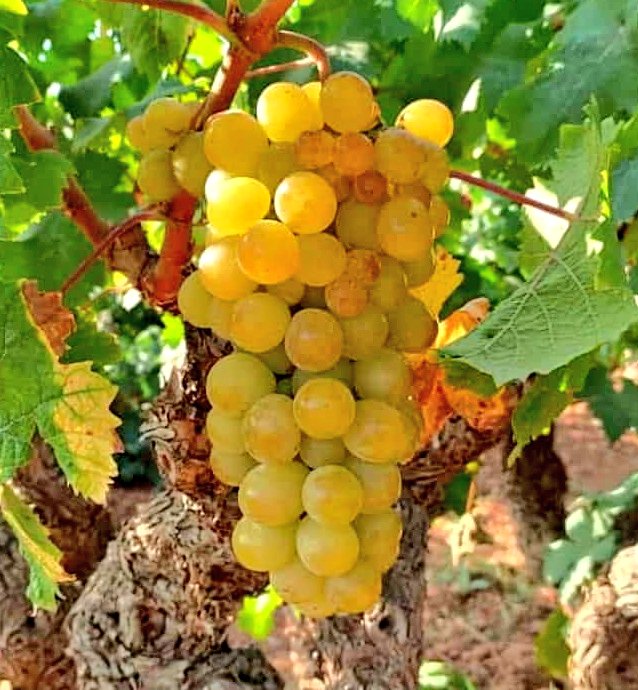 caledelspagesos's tweet photo. FRUITES DEL MES DE SETEMBRE: aranyó, codony, figa, gerd, gínjol, grosella, magrana, meló, mora, nabiu, nectarina, pera, poma, préssec, raïm. https://t.co/5Mv8pQGnO6