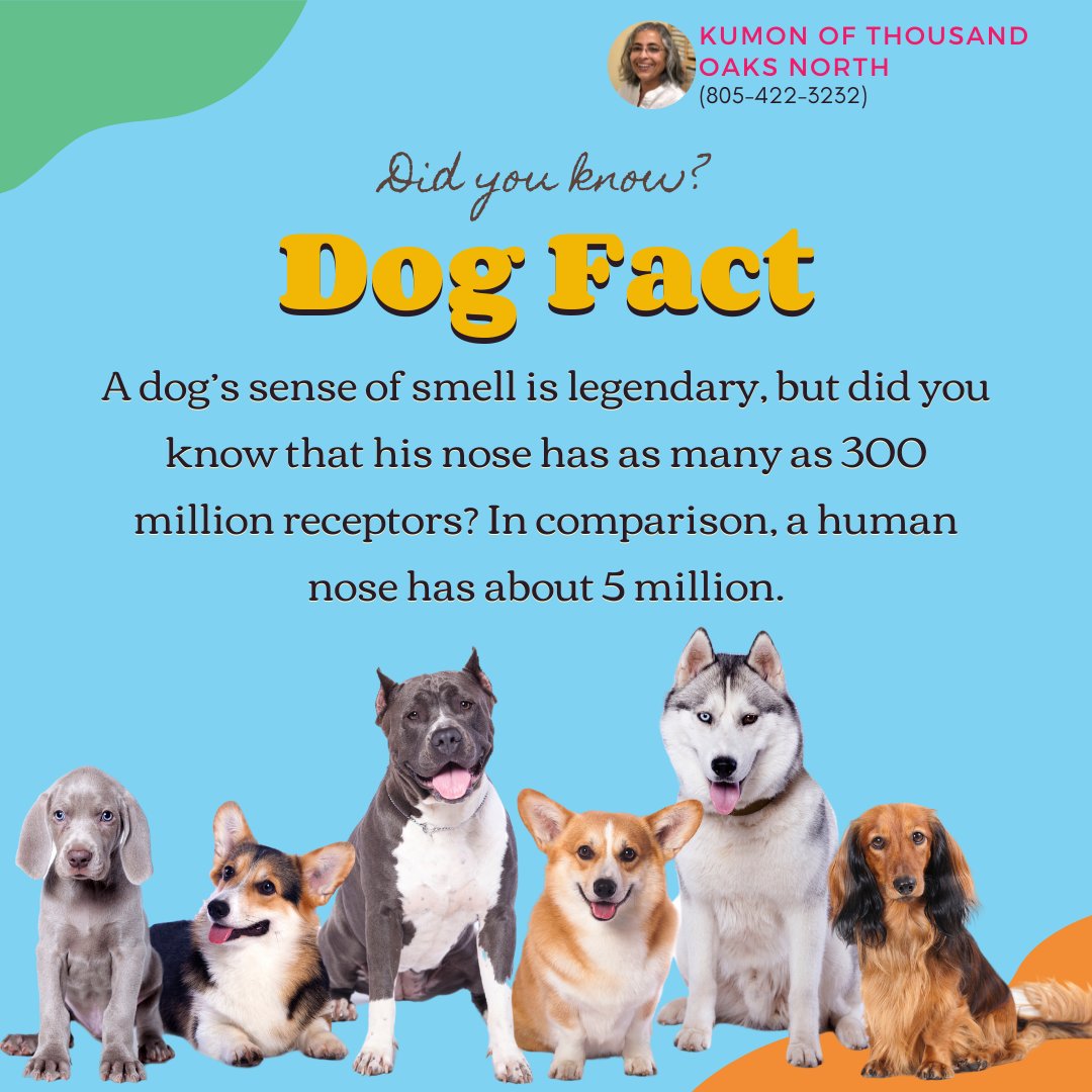 Double click if you love dogs like us!
Here is a fun fact from akc.org about the amazing abilities of dogs.
Do you have a dog in your family ? Comment 🐾 to show your love!
.
.
.
#kumonofthousandoaks #kumoncenter #kumonthousandoaksnorth #dogfans #dogfacts...