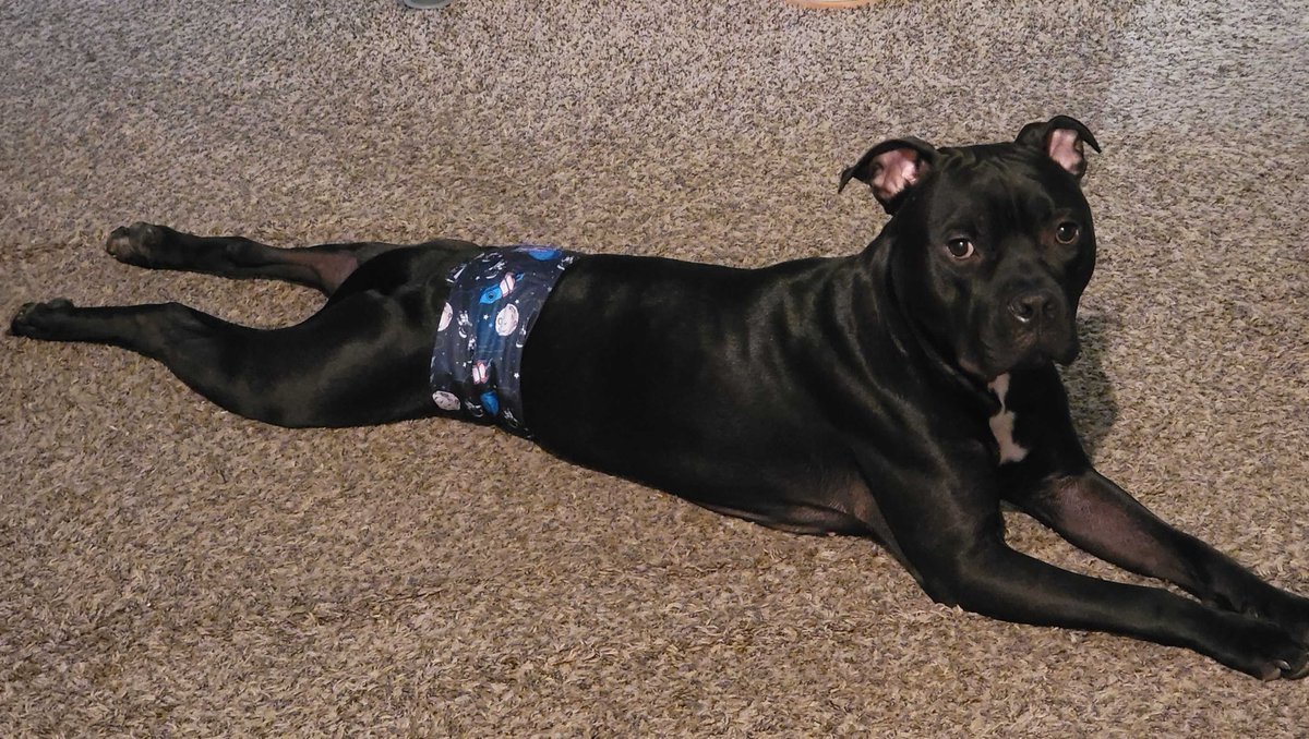 That post-op sploot! Wishing you a speedy recovery, buddy!!

#sploot