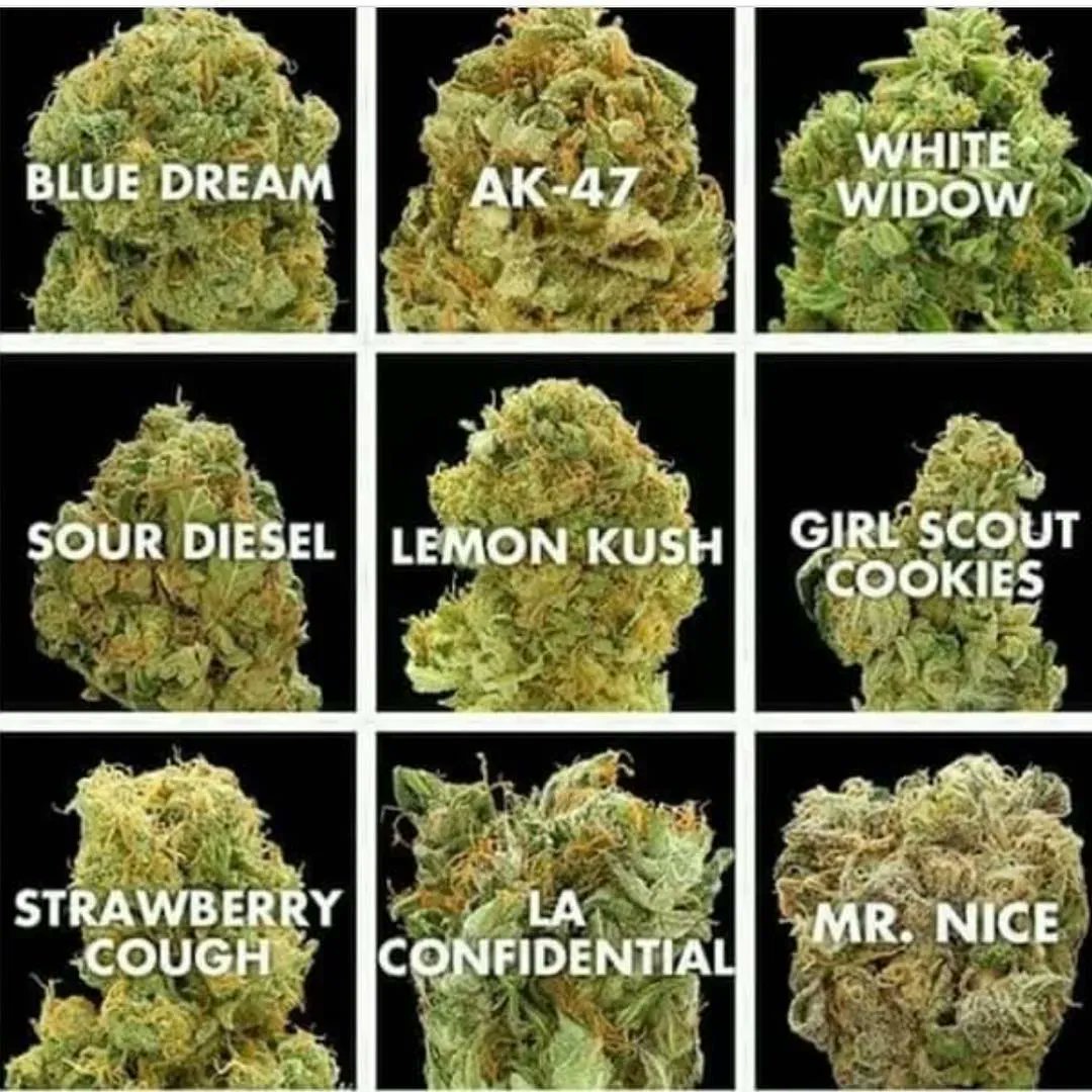 Which one would you pick first?

#marijuanastrains 

cannabistraininguniversity.com