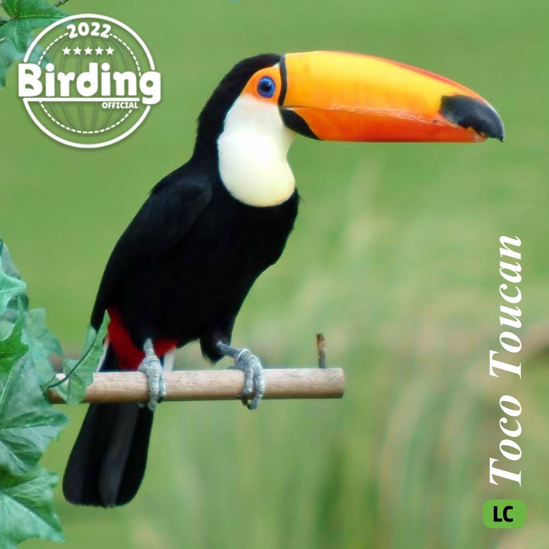 BirdingOfficial's tweet photo. Spread almost all across the continent’s rainforest area, this species is the largest member of the toucan family, and is a center of attraction in innumerable zoos across the world. 🐦🍂

They can adapt themselves to manmade habitats when rain forests are destroyed. https://t.co/3ZPlCovHK6