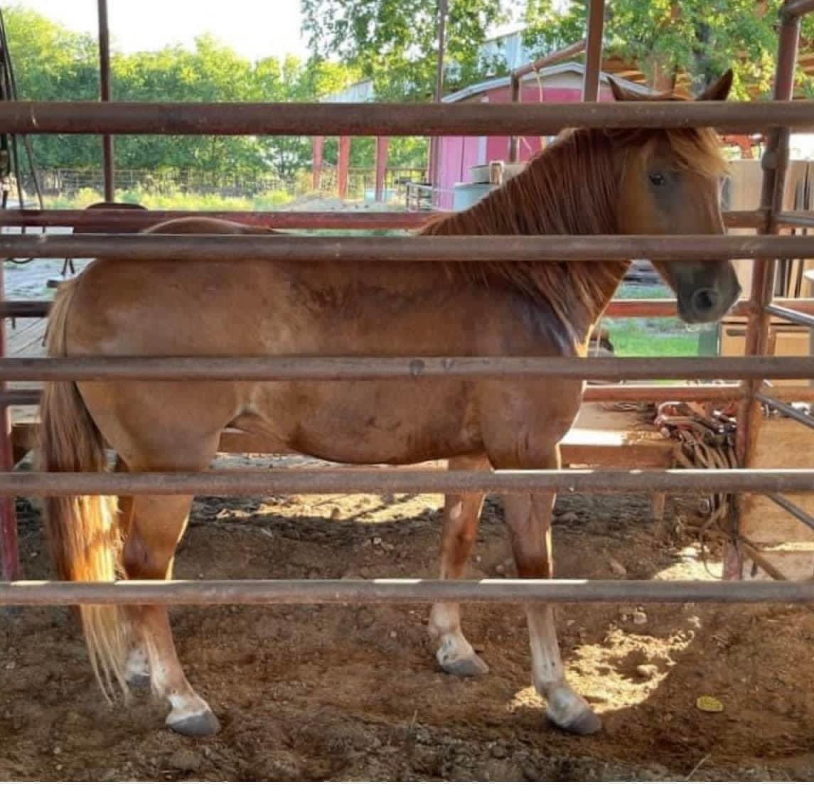 moodysally1's tweet photo. Still need $964.43 Do I call off transport make him wait &amp; be Charged $20 a day board 3 mustangs were Saved today 4 more came to kill pens🤬Who do I contact Who can #Help Save them &amp; Stop the massacre of our #wildhorses ANYONE?
https://t.co/19NyA0Sa90 https://t.co/HBcXihubkL https://t.co/W0I57bdcdL