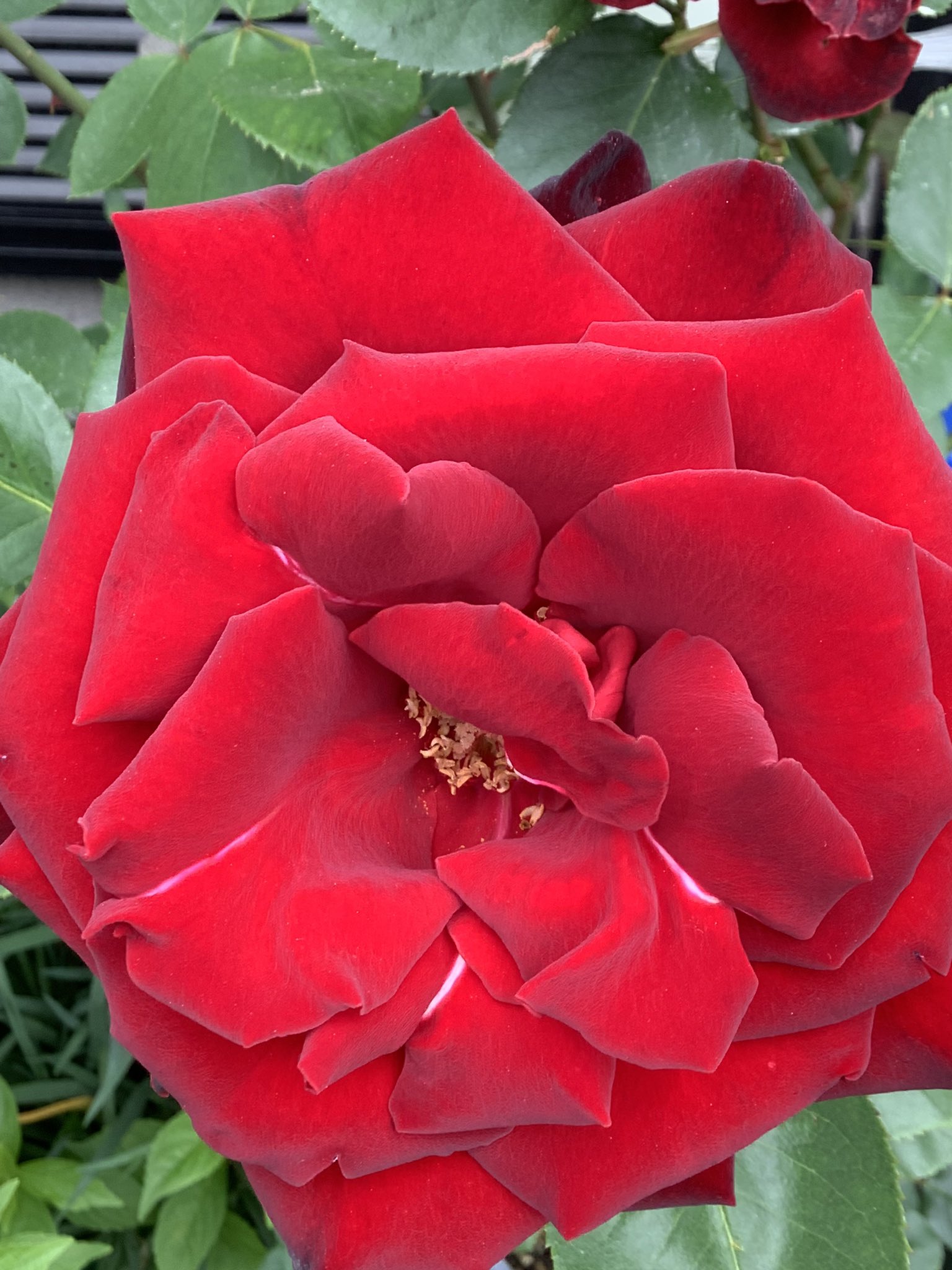 赤い薔薇 Twitter Search Twitter