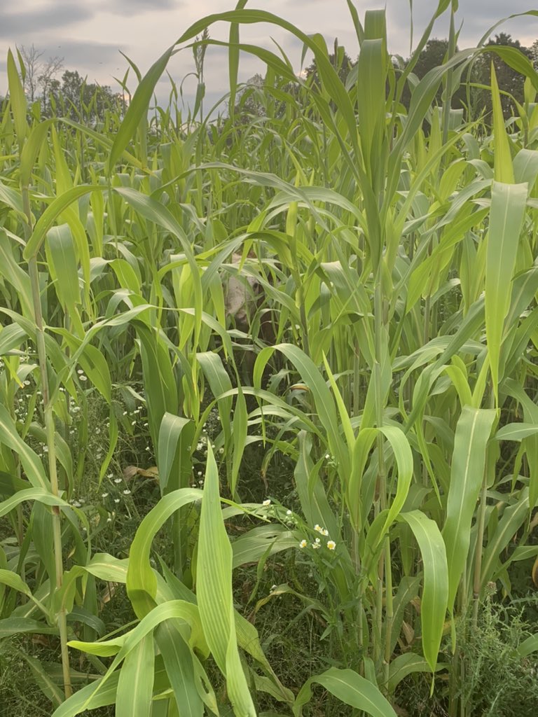 Hide and seek??  #cowchow. <a href="/speareseeds/">Speare Seeds</a>