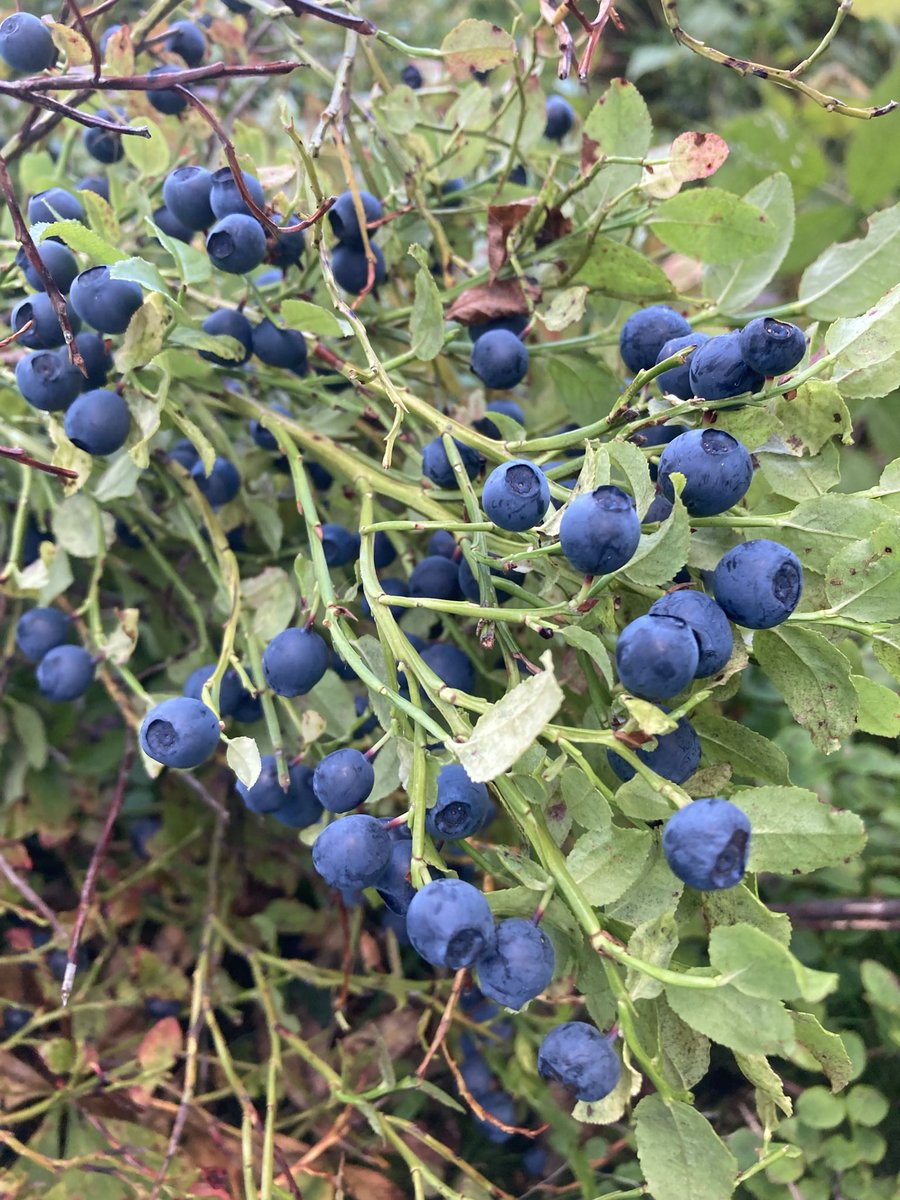 StephenShikaze's tweet photo. Well that concludes a summer of learning from an amazing group of scientists, honing my skills in wildlife disease research, and lots and lots of blueberries. Kiitos Finland! https://t.co/6QgSGg87xV