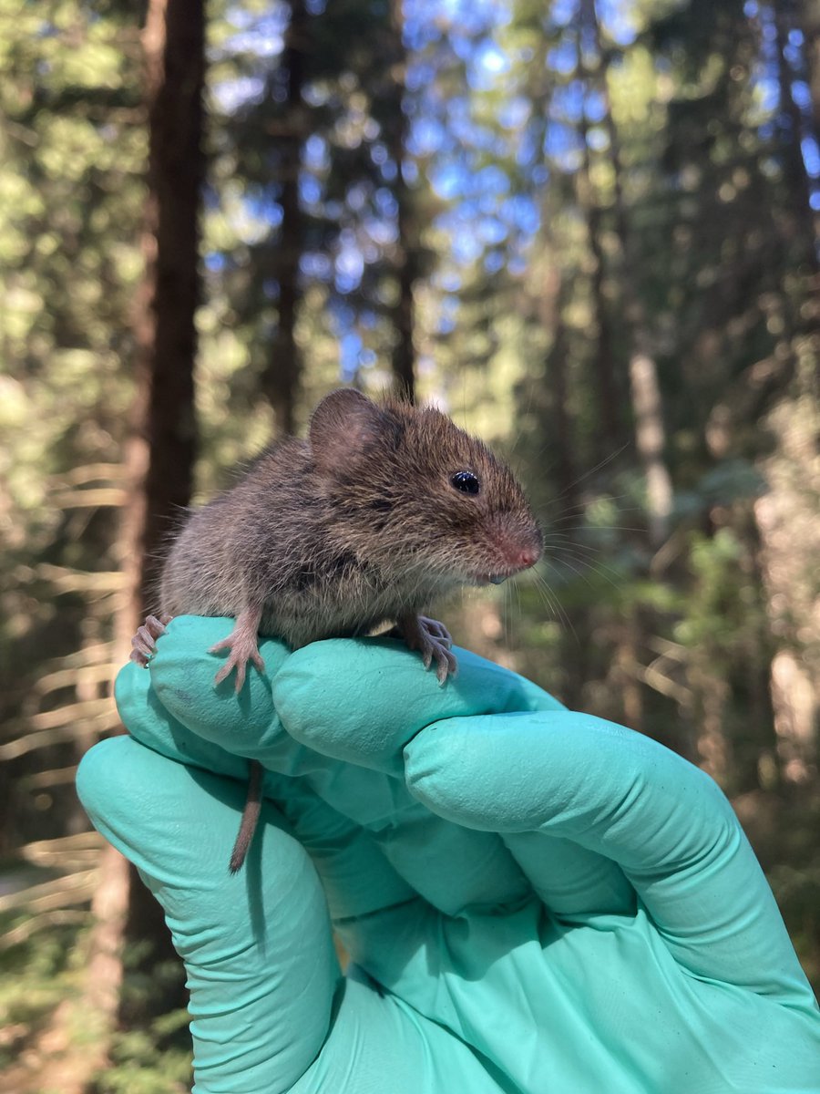StephenShikaze's tweet photo. Well that concludes a summer of learning from an amazing group of scientists, honing my skills in wildlife disease research, and lots and lots of blueberries. Kiitos Finland! https://t.co/6QgSGg87xV