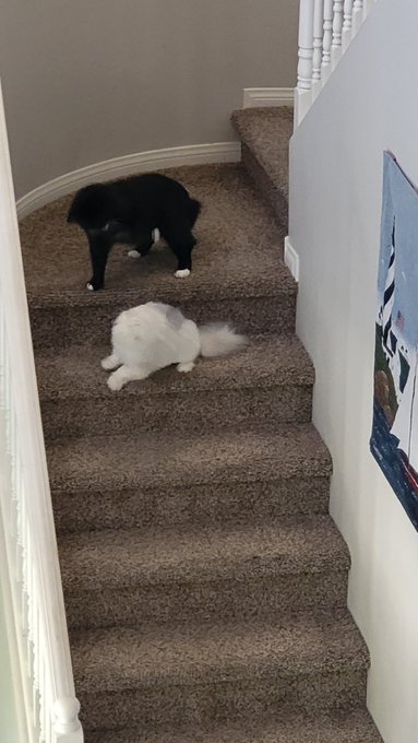 The ongoing saga of "Pretty Please Play With Me" between Joey &amp; @DeeWilliamsXXX's Khaleesi! 😸😂 https://t