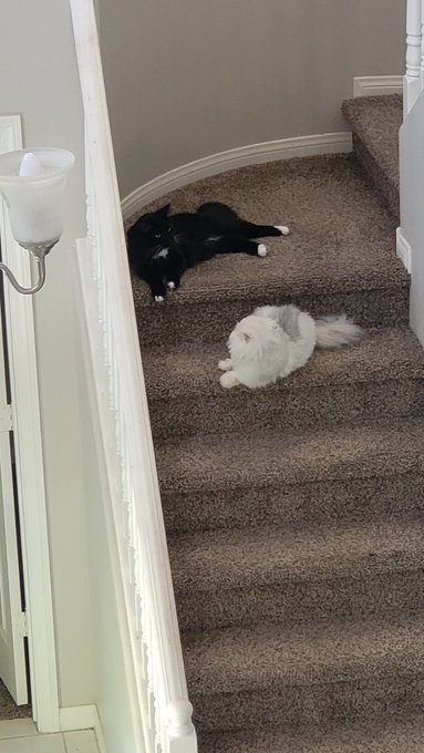 The ongoing saga of "Pretty Please Play With Me" between Joey &amp; @DeeWilliamsXXX's Khaleesi! 😸😂 https://t