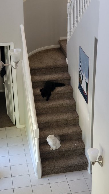 The ongoing saga of "Pretty Please Play With Me" between Joey &amp; @DeeWilliamsXXX's Khaleesi! 😸😂 https://t