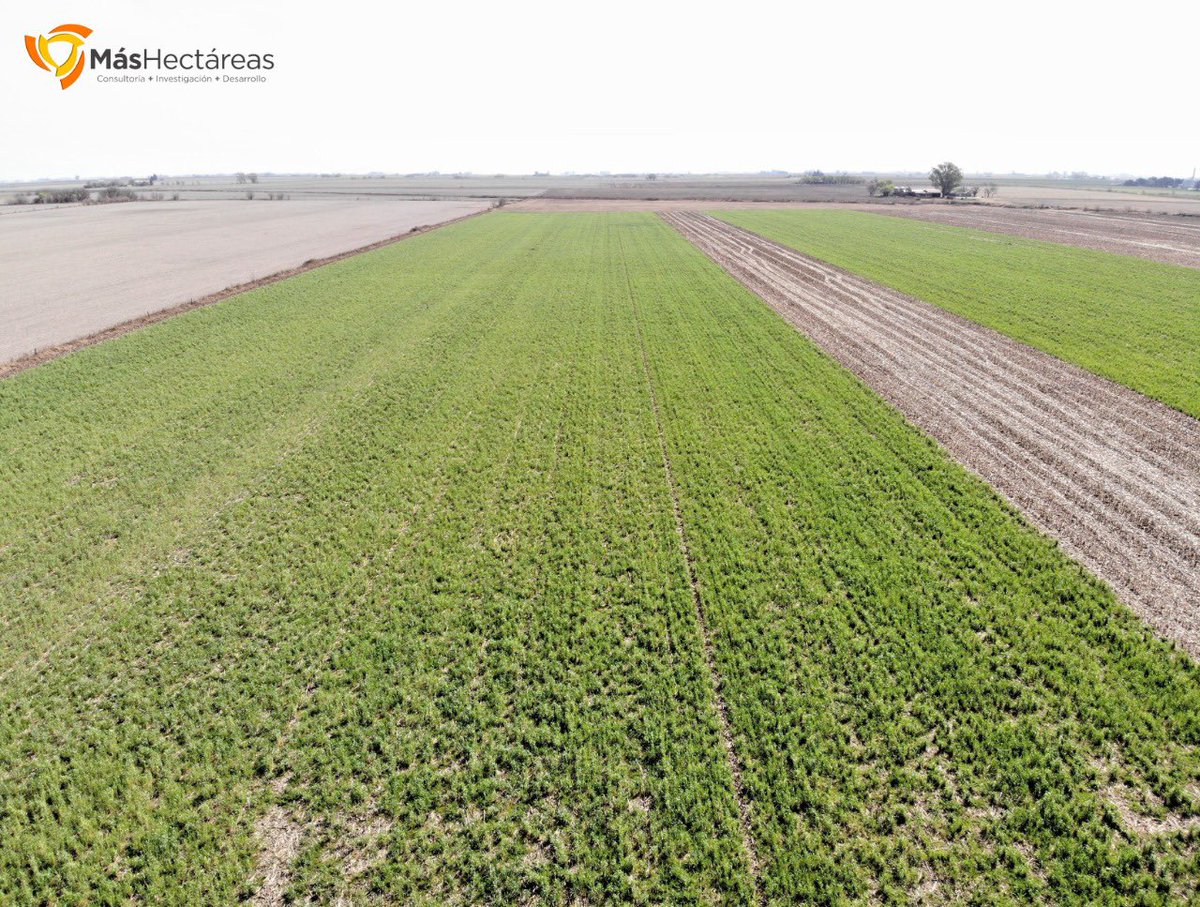 MasHectareas's tweet photo. Franjas demostrativas de vicia+centeno variando dosis de inoculante e interacción con fertilización. Siembra tardía (30/4) y en año seco, para evaluar el año de mínima en producción de MS, control de malezas e impacto en el rendimiento de la soja. Y N, el próximo año en trigo. https://t.co/21UrdsHUpl