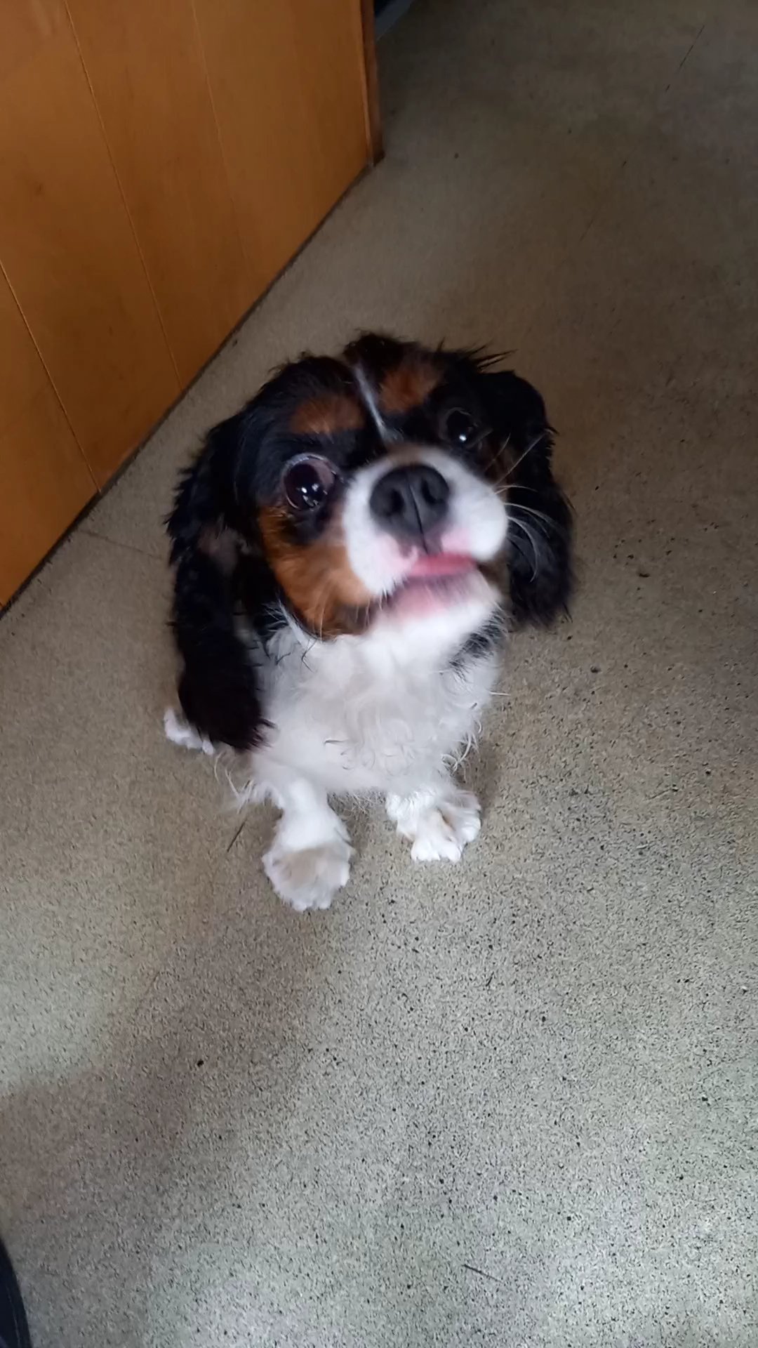 キャバリアポロン Cavalierporon Twitter