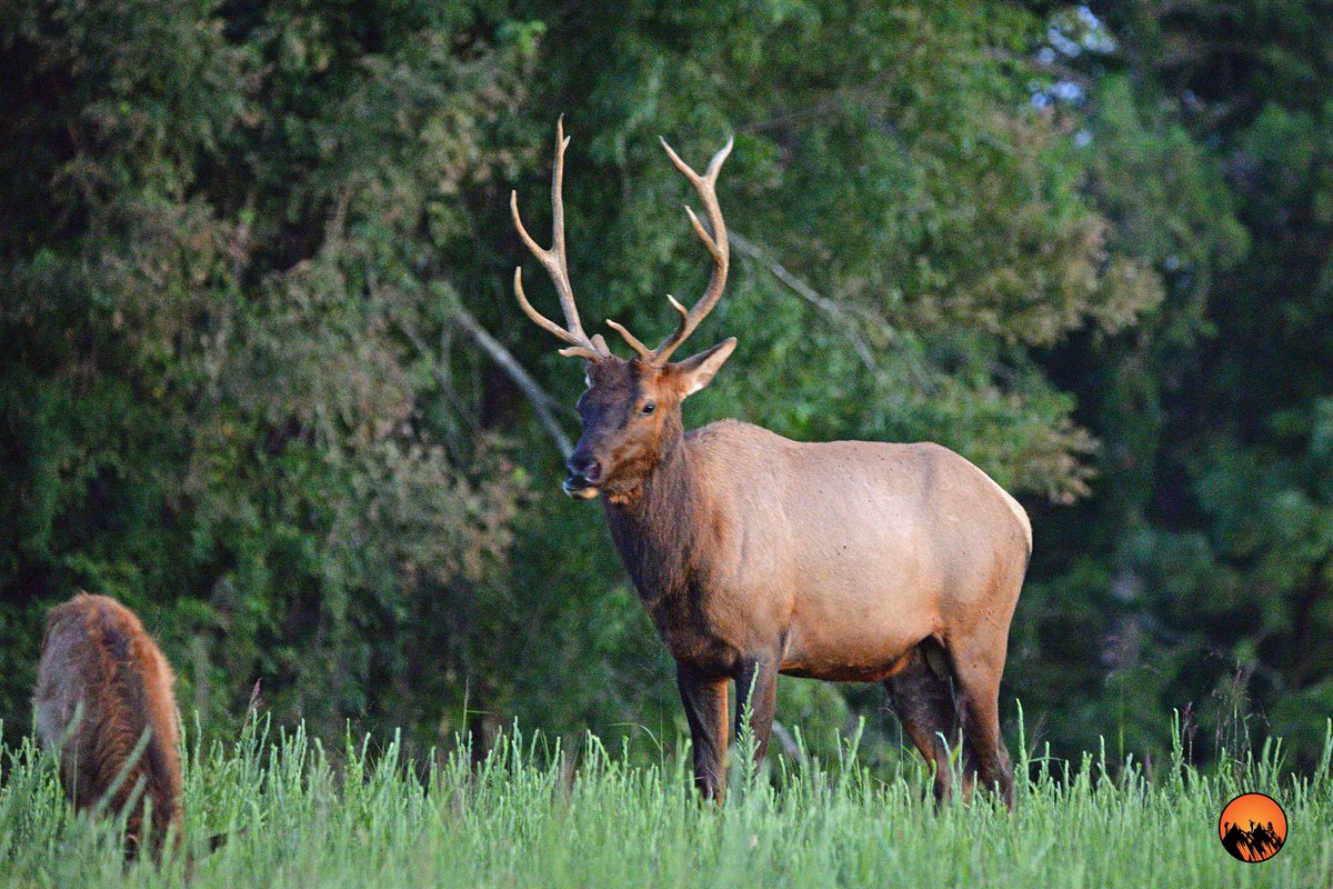RonWVphoto's tweet photo. A bull #elk in eastern #Kentucky
#MPExWorkshops return to KY for our Jenny Wiley Fall #Photo #Workshop on Oct. 21-23. Elk Tours, Pontoon Boat Cruise, & more! MountaineerPhotoExcursions@gmail.com to learn more or register.
#learn # wildlife #nature #history #travel #photography https://t.co/DVLPmLxNQx