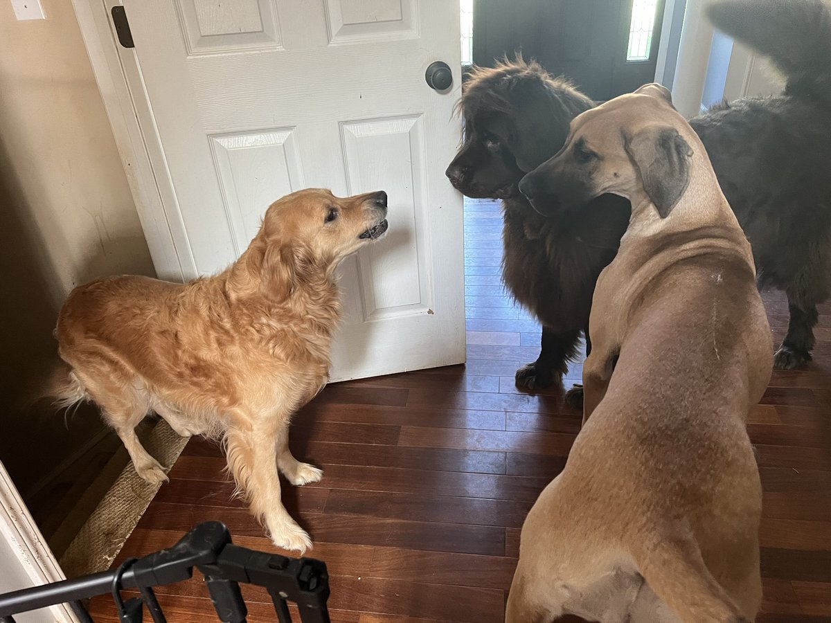 ch_x00's tweet photo. The small dog bossing the big dogs around. Nothing to see here. https://t.co/SGU0KDjngH