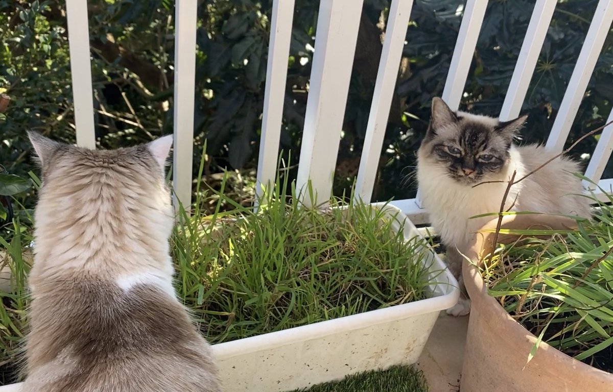 Pamcake 🌈 Misty Mia 🩷 tweet media