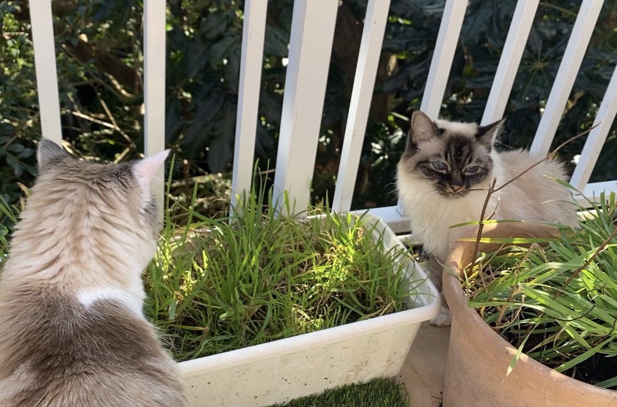 Pamcake 🌈 Misty Mia 🩷 tweet media