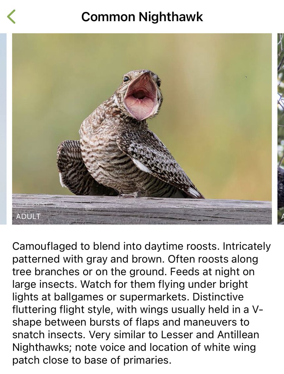 Didn’t know this bird is from the upside down