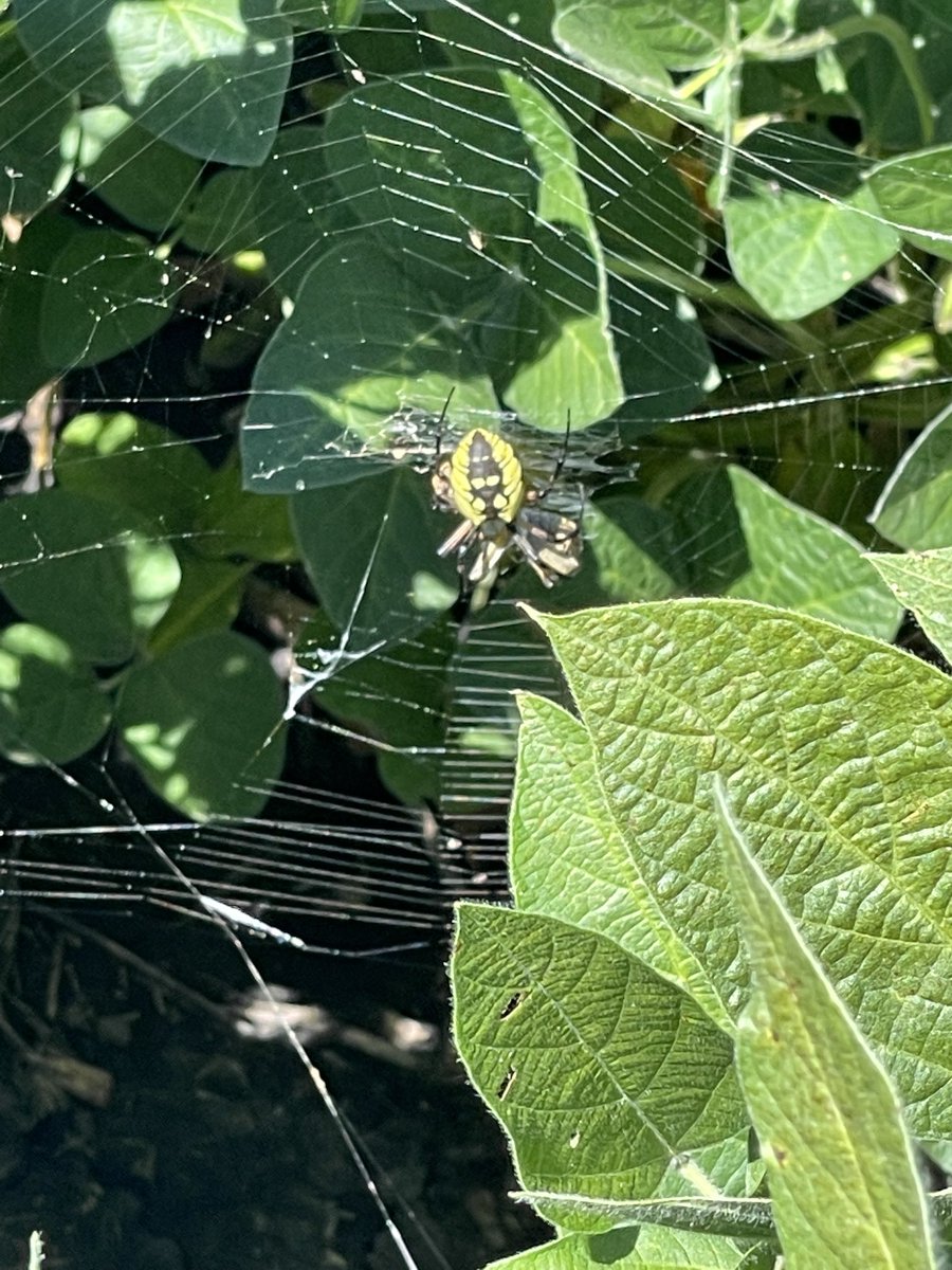 SchenckChad's tweet photo. Saw these looking at beans today. Think I’m done looking at beans this year! #spiders https://t.co/mtTqVQ6Zlr