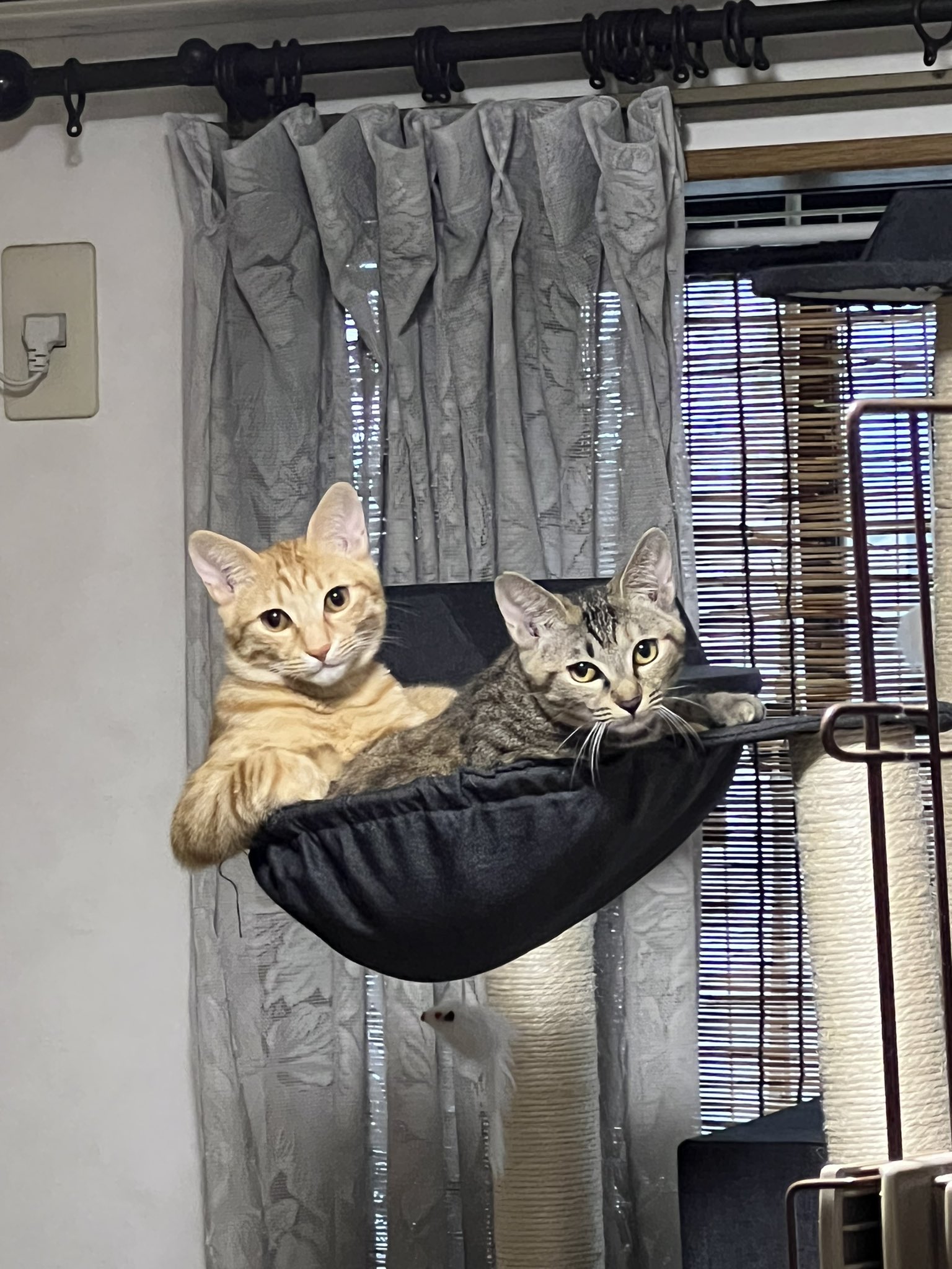 猫 仲良し 猫 ねこ Catsoftwitter Cat 猫のいる生活 猫のいる暮らし T Co Kkbeonm3qq Twitter