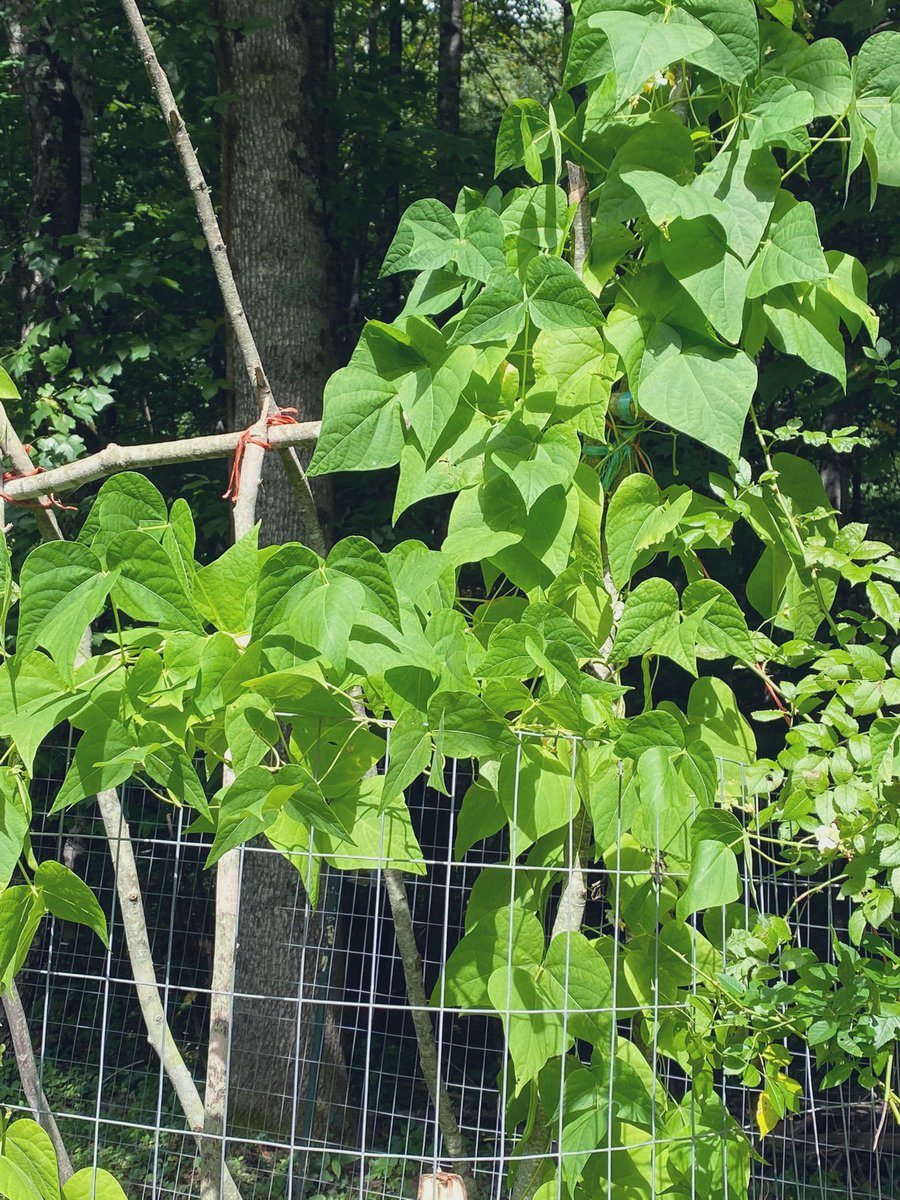 TealSeptember's tweet photo. #PoleBeans #RotenPoleBeans #RotenBeans #Beans #Bean #PokeBean #Heirloom #Summer #July #SaveTheBees #Vegetable #Veggies #Vegetables #Canning #StringingBeans #PressureCanning #Plants #MyPlants2022 #Garden #Gardens #Gardening #Gardener #Gardeners https://t.co/nFTTAv3rlZ