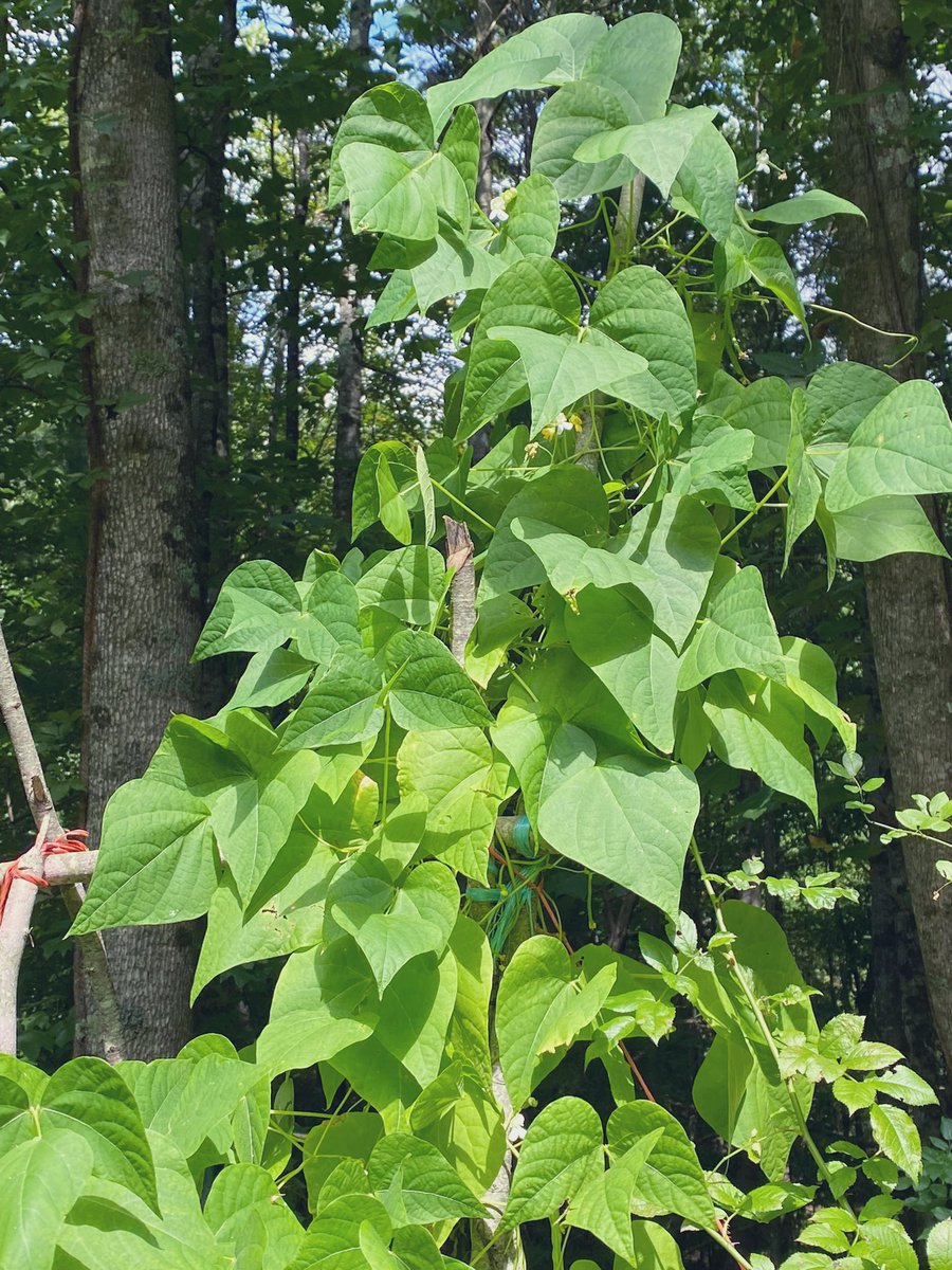 TealSeptember's tweet photo. #PoleBeans #RotenPoleBeans #RotenBeans #Beans #Bean #PokeBean #Heirloom #Summer #July #SaveTheBees #Vegetable #Veggies #Vegetables #Canning #StringingBeans #PressureCanning #Plants #MyPlants2022 #Garden #Gardens #Gardening #Gardener #Gardeners https://t.co/nFTTAv3rlZ